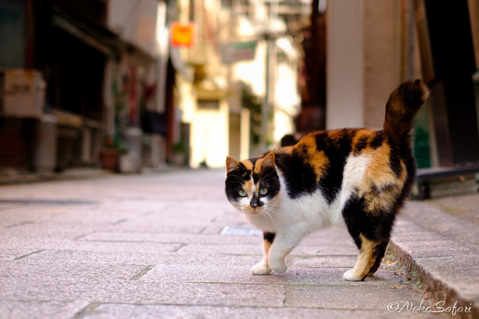 Fujifilm X-T2 + Fujifilm XF 35mm F1.4 R sample photo. さっちゃん photography