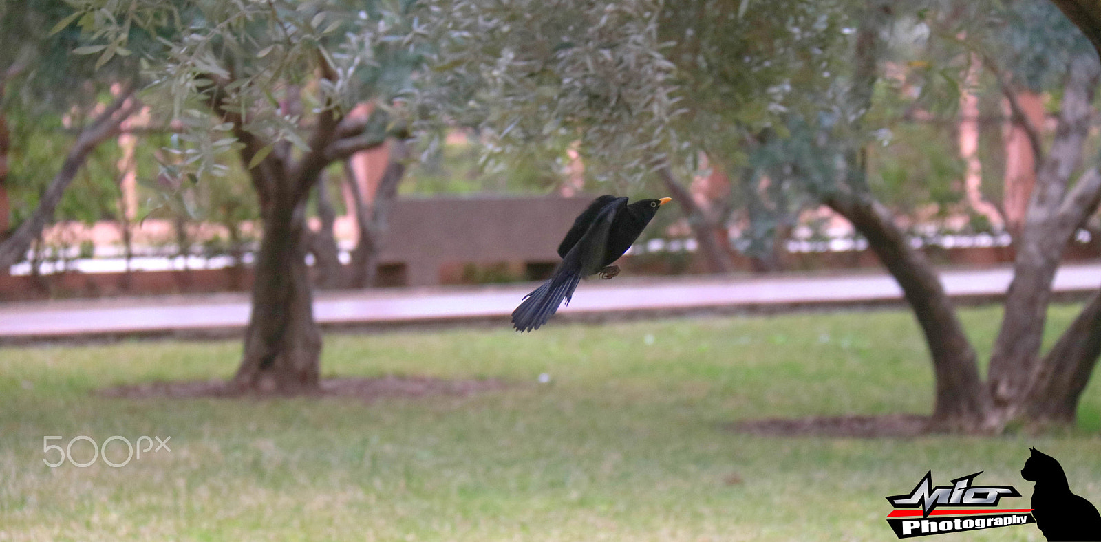 Canon EOS 760D (EOS Rebel T6s / EOS 8000D) sample photo. Black bird photography