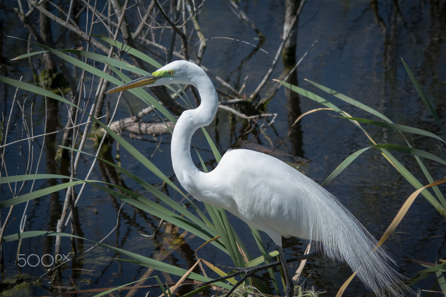 Sigma 150-500mm F5-6.3 DG OS HSM sample photo. Breeding plumes photography