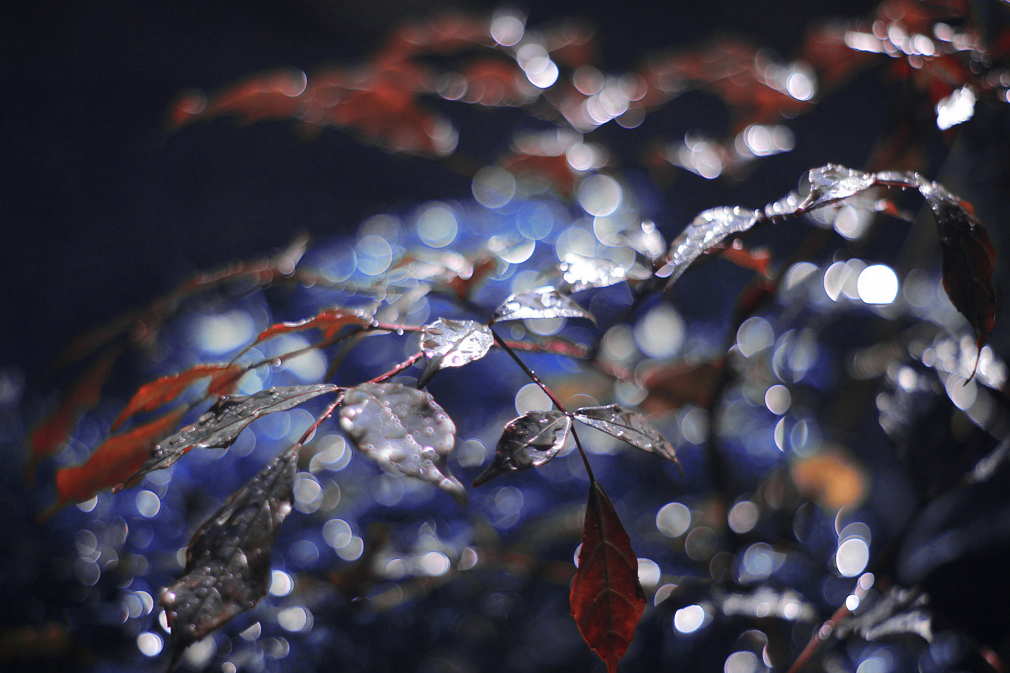 Canon 50mm sample photo