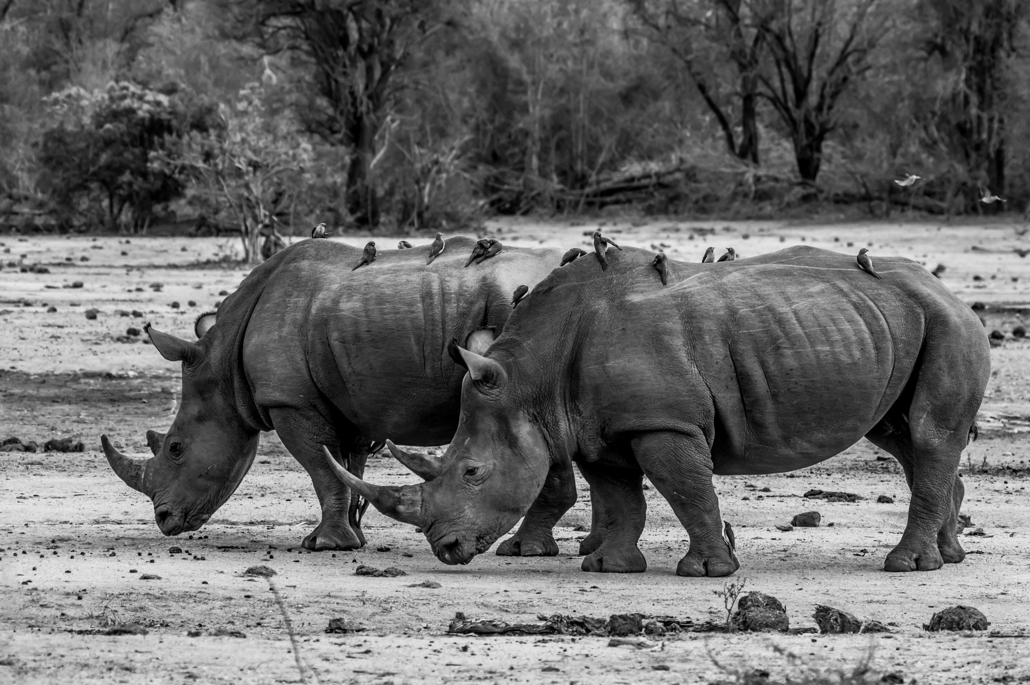 Pentax K-3 + Pentax D FA 150-450mm F4.5-5.6 ED DC AW sample photo. Rhinos photography