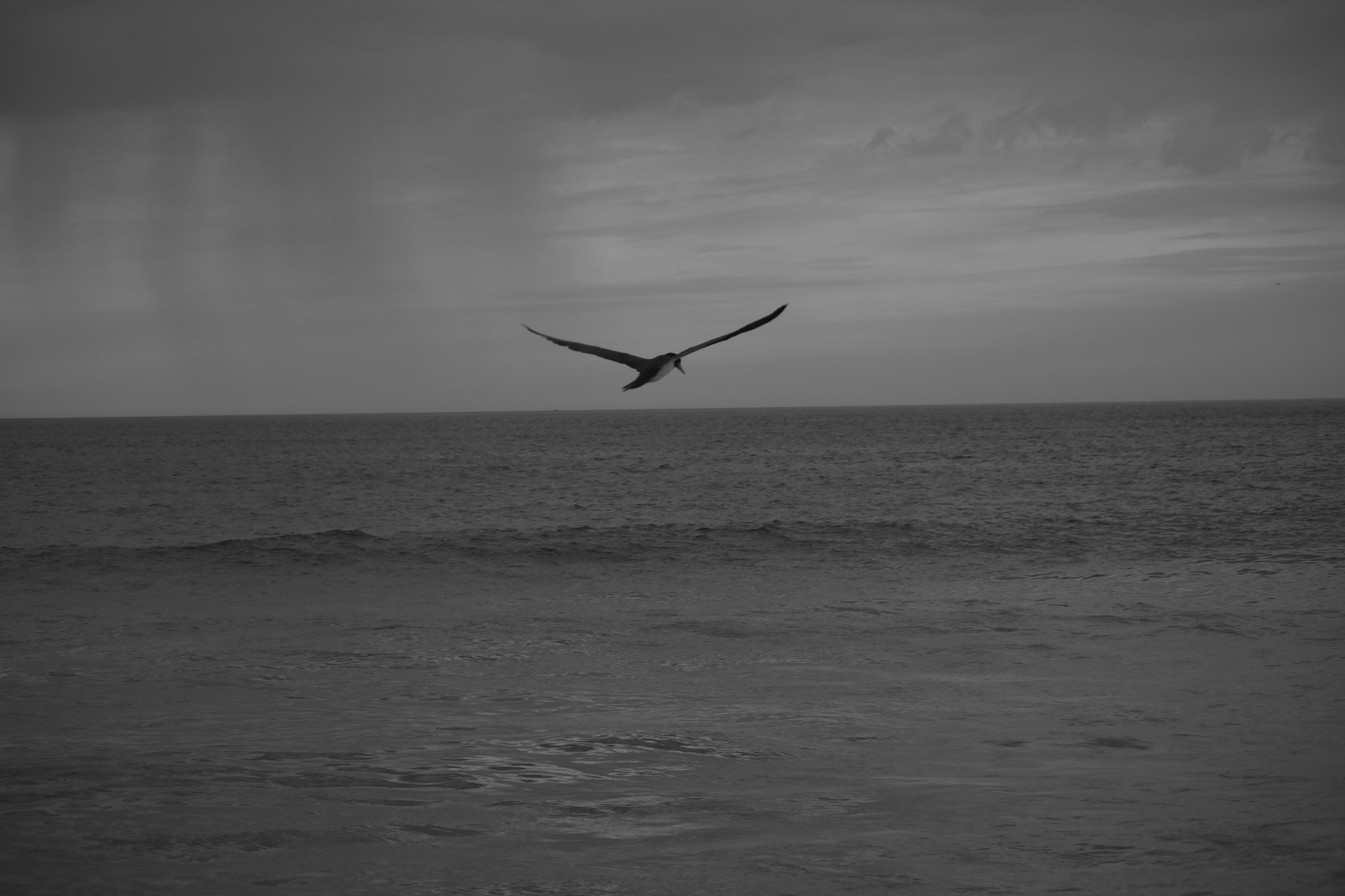 Canon EF-S 55-250mm F4-5.6 IS sample photo. Flying and fishing photography