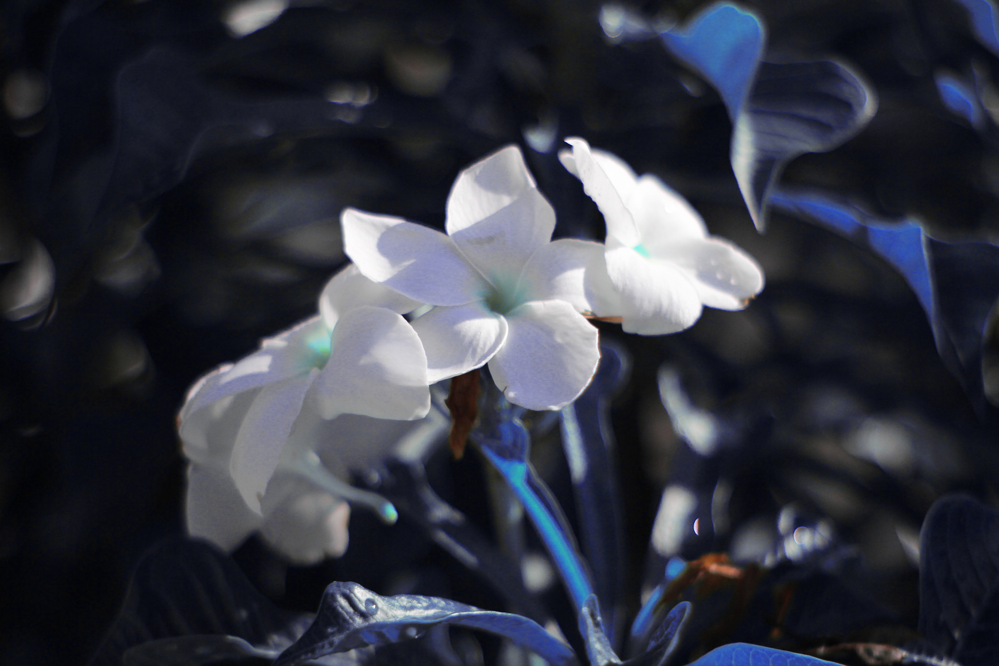 Canon 50mm sample photo