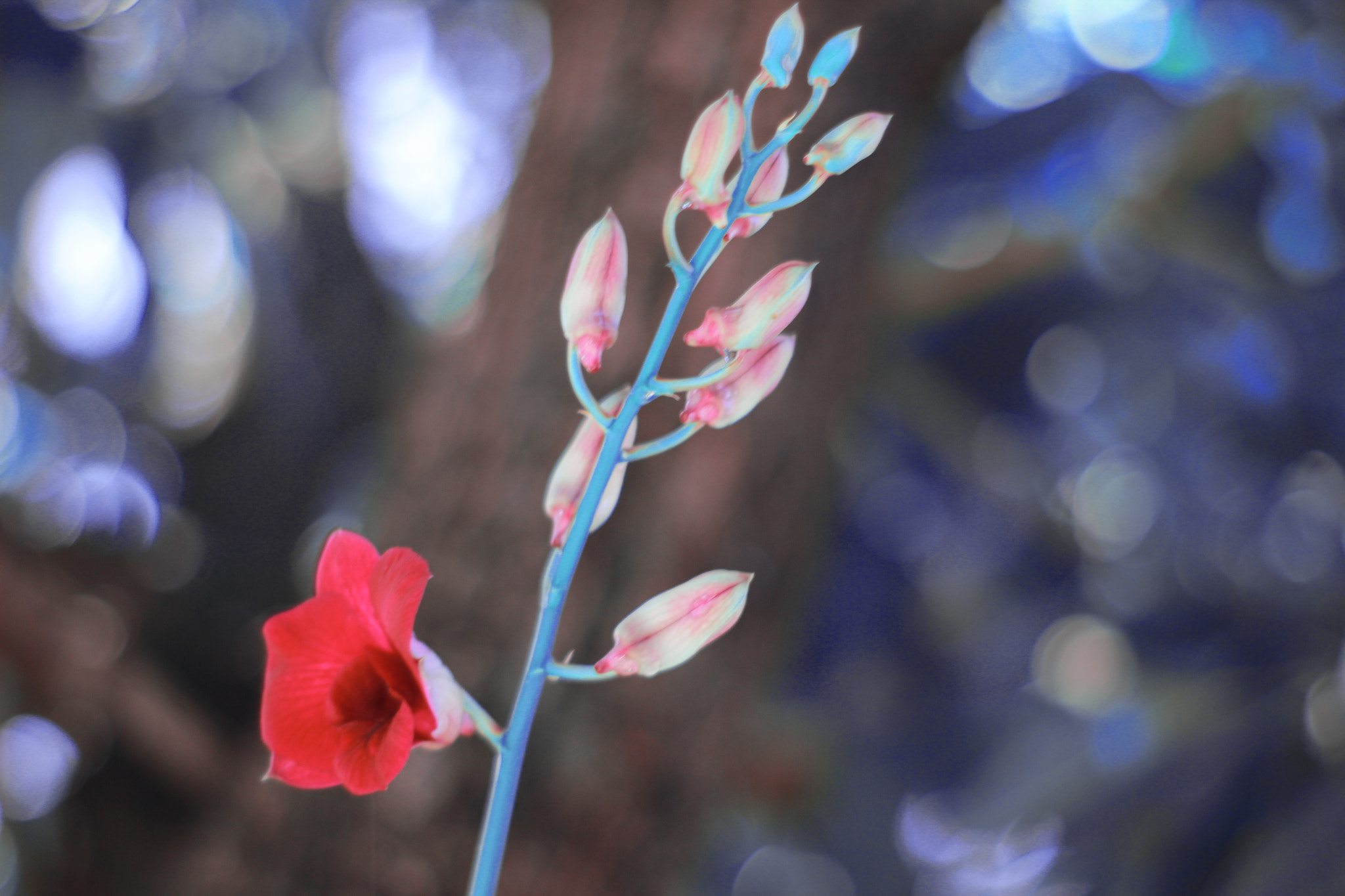 Canon 50mm sample photo