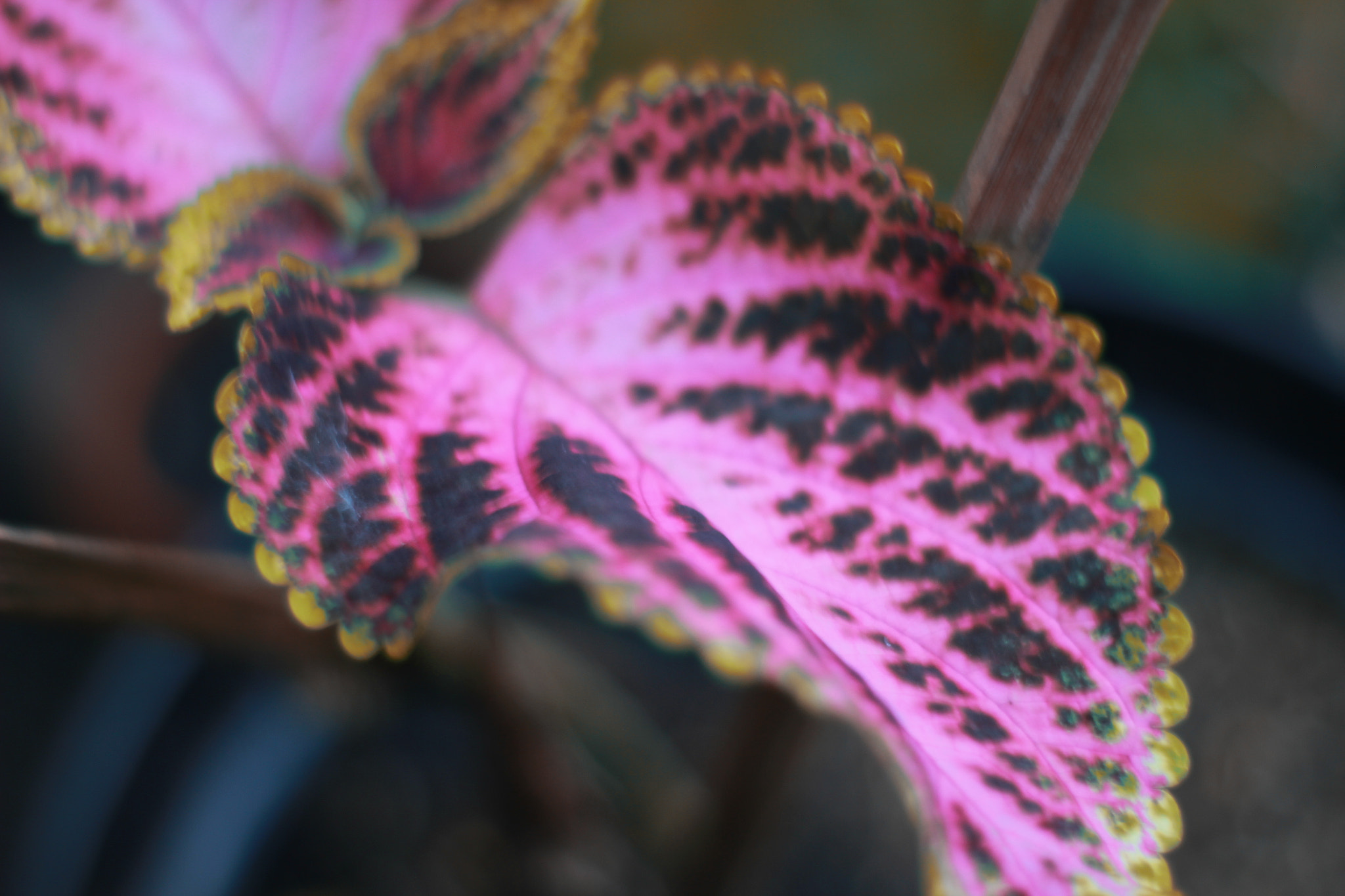 Canon 50mm sample photo
