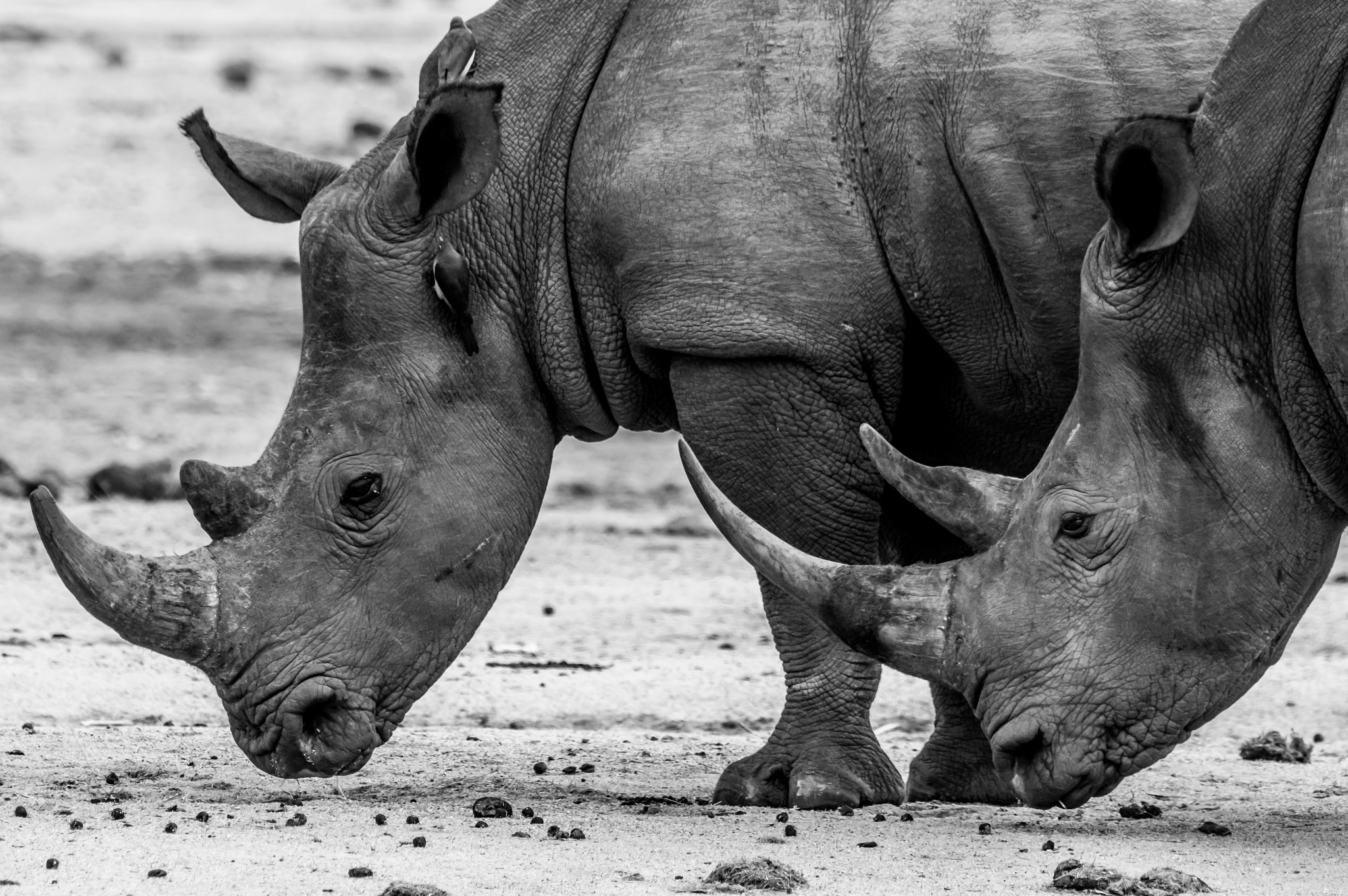 Pentax K-3 sample photo. Rhinos photography
