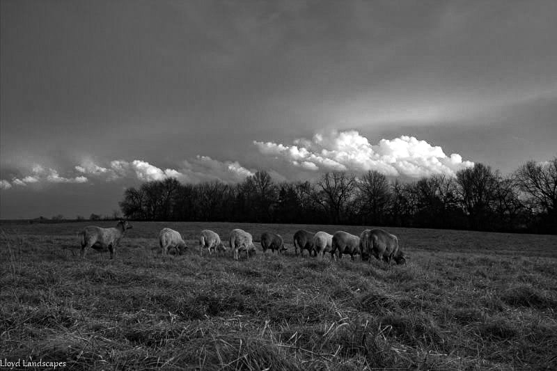 Canon EOS 550D (EOS Rebel T2i / EOS Kiss X4) sample photo. The flock photography