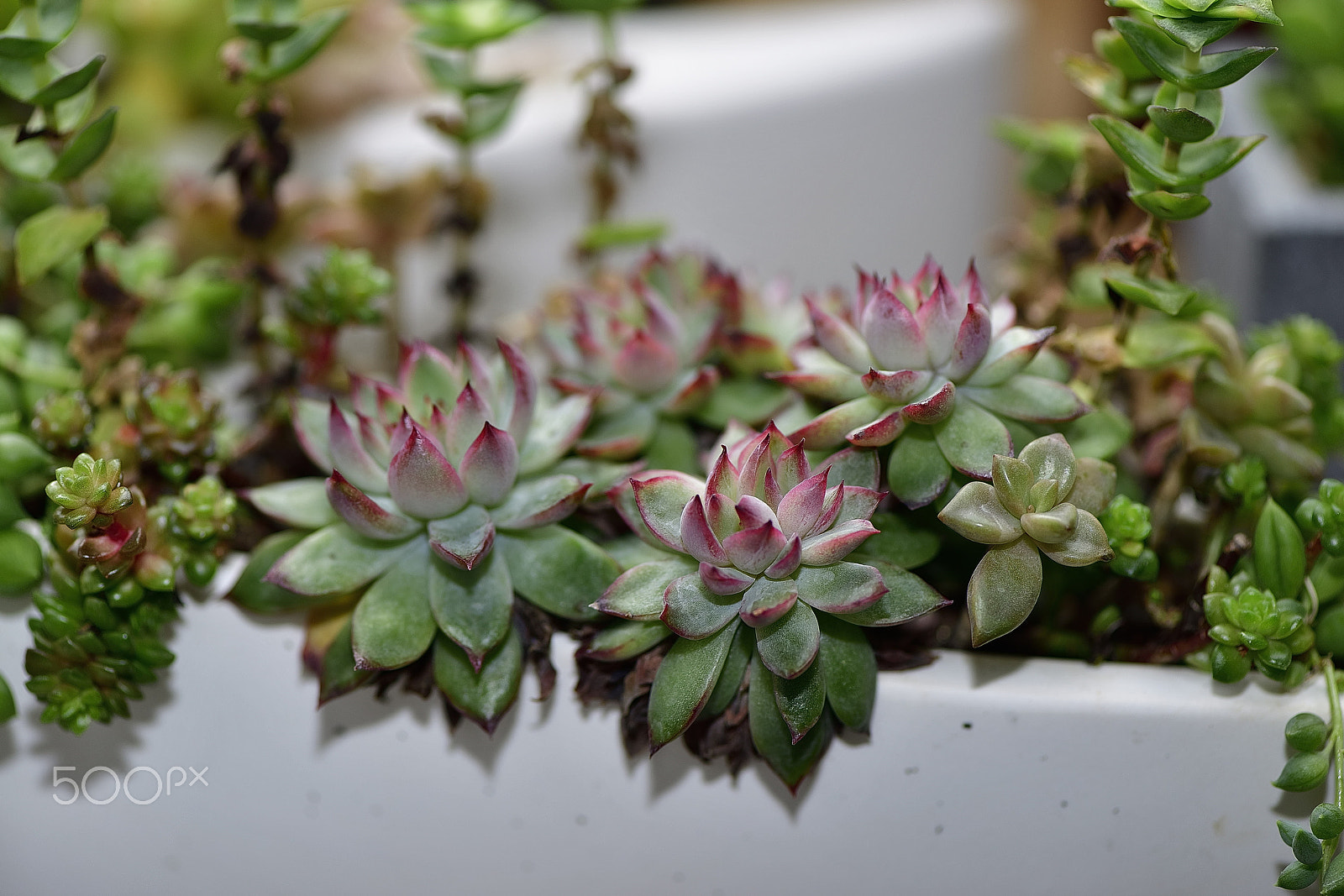 Nikon AF-S Micro-Nikkor 105mm F2.8G IF-ED VR sample photo. Succulent plants photography