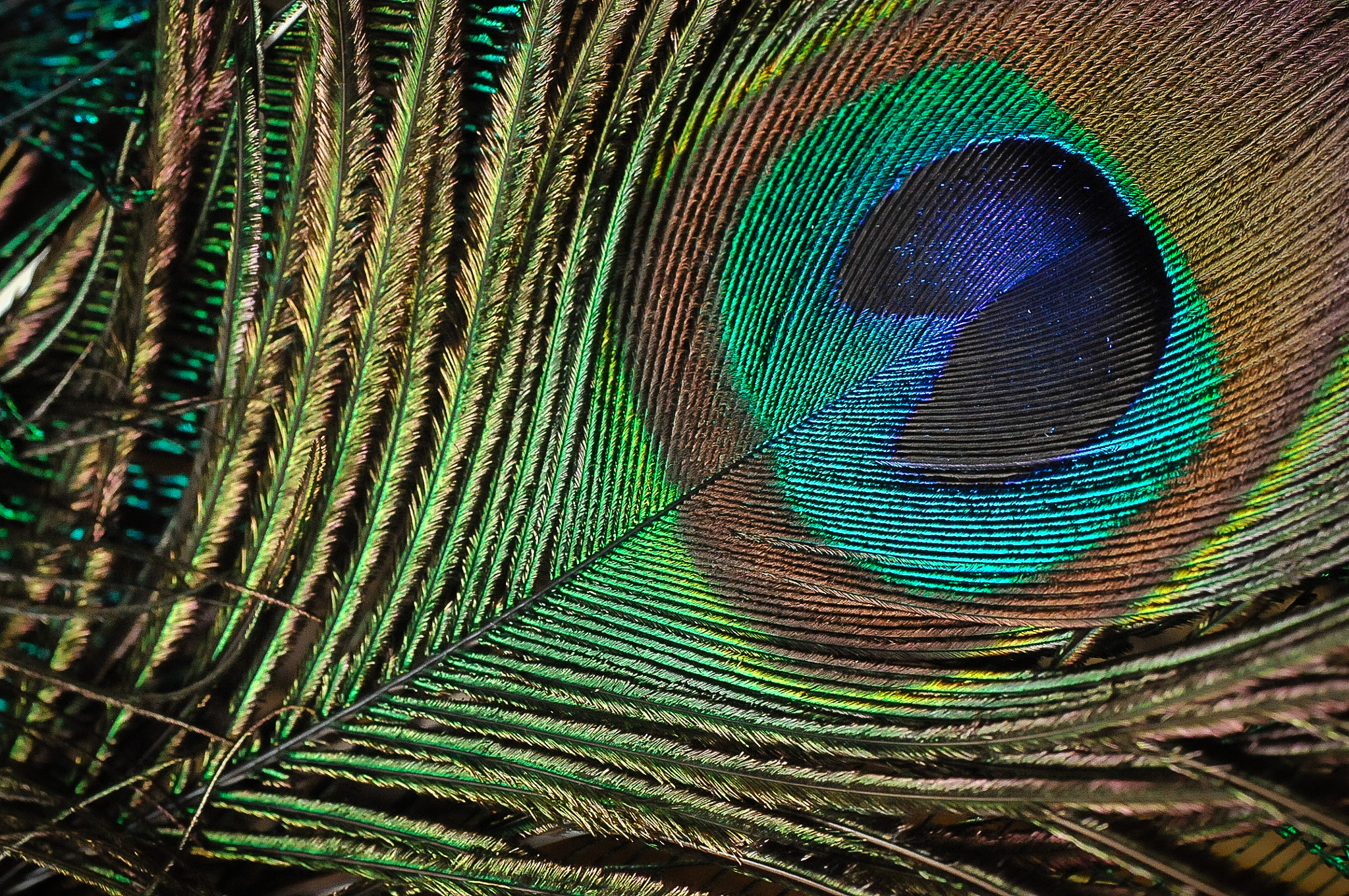 Nikon D300 sample photo. Blue eye photography