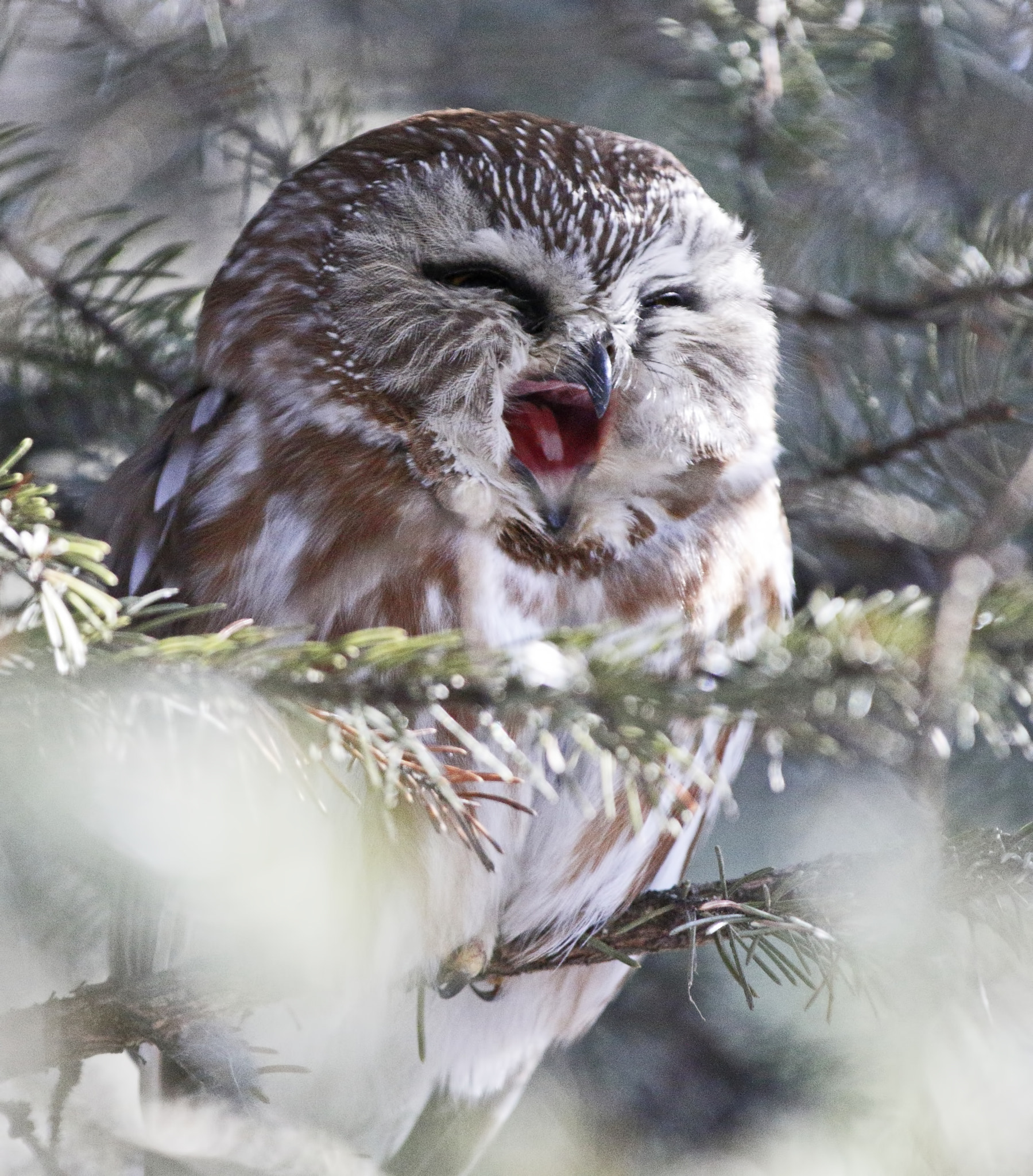 Canon EOS 7D Mark II + Canon EF 70-200mm F2.8L IS II USM sample photo. Let me sleep owl () photography