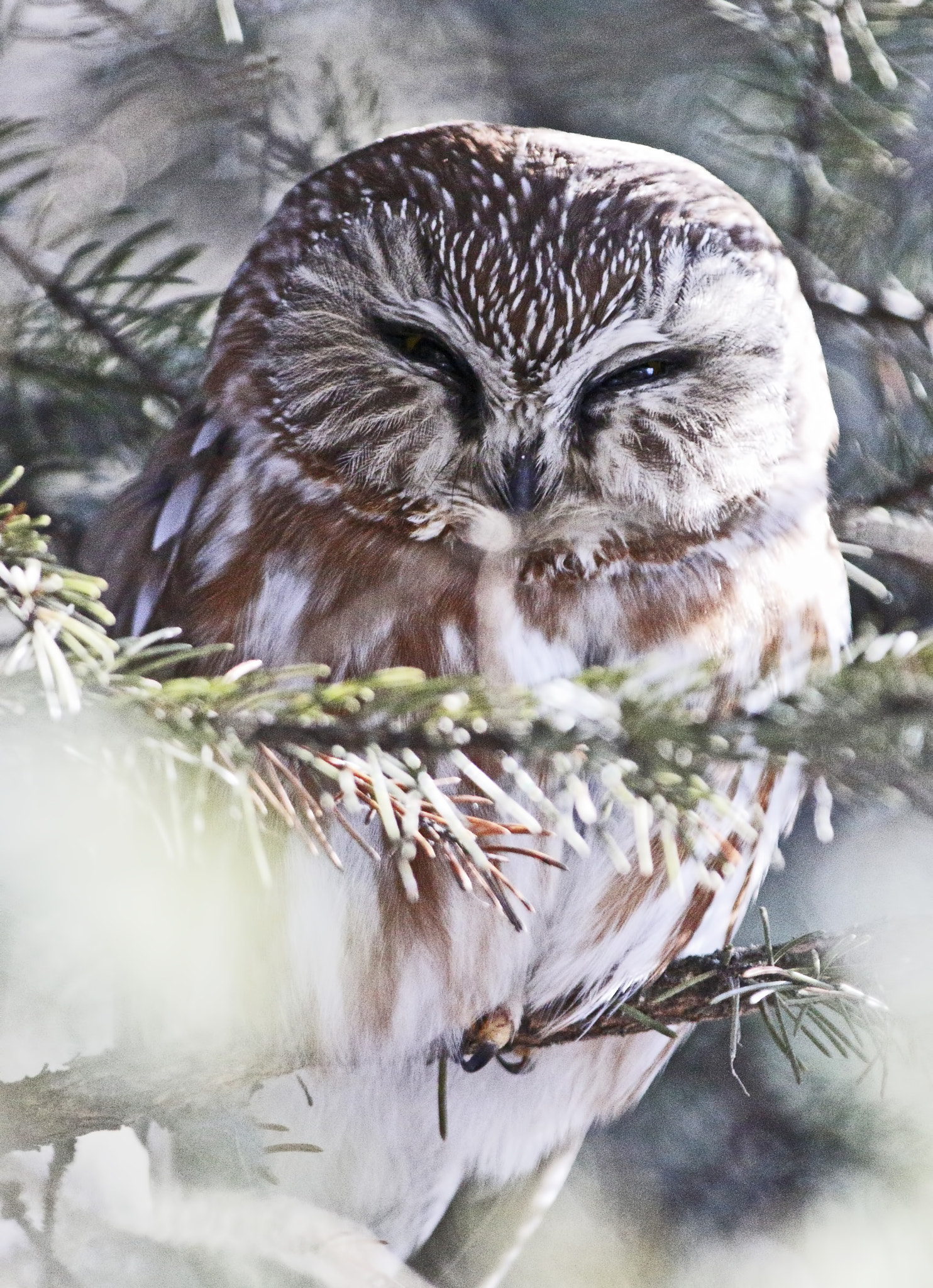 Canon EF 70-200mm F2.8L IS II USM sample photo. Let me sleep owl () photography