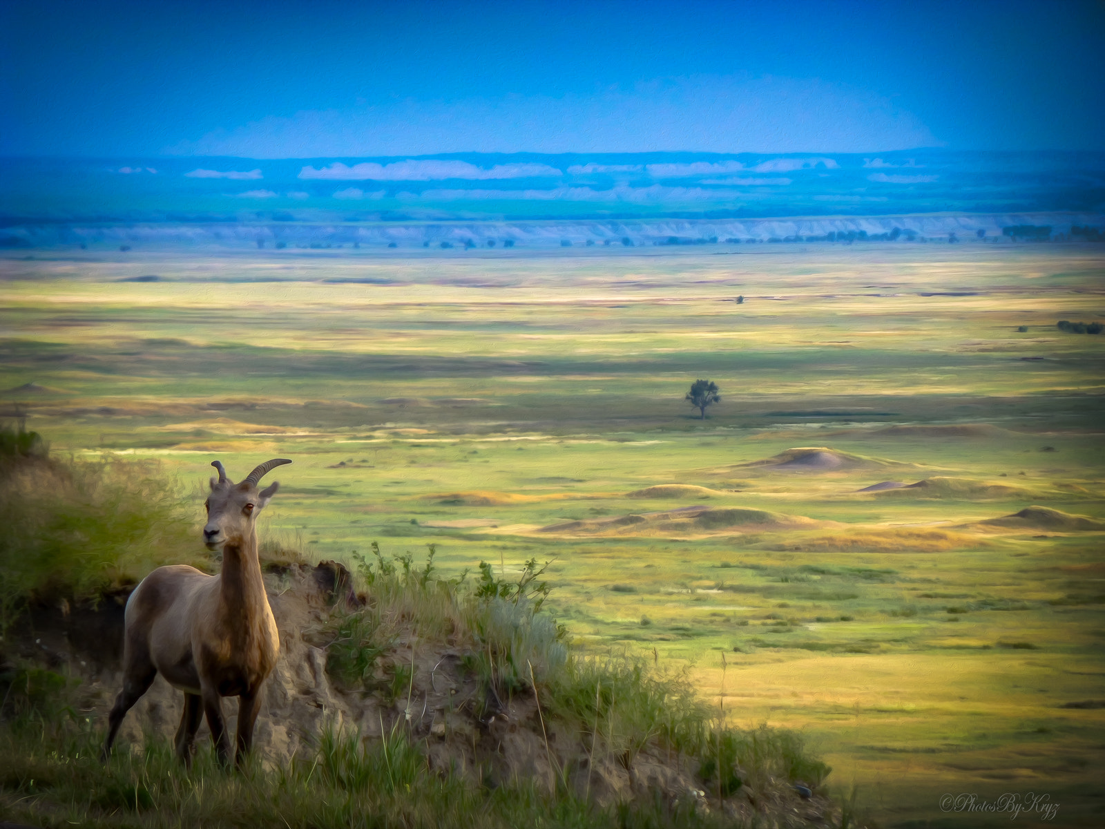 Panasonic DMC-ZS19 sample photo. Big horn sheep art photography