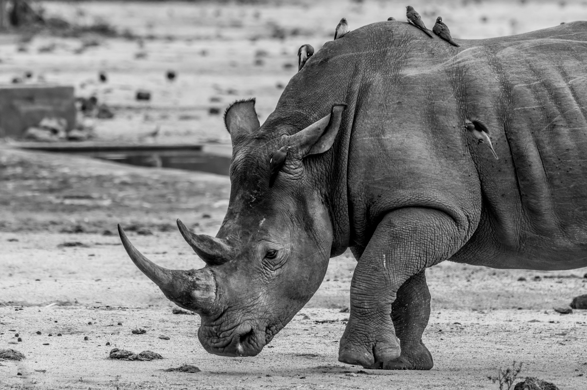 Pentax K-3 sample photo. Rhino photography