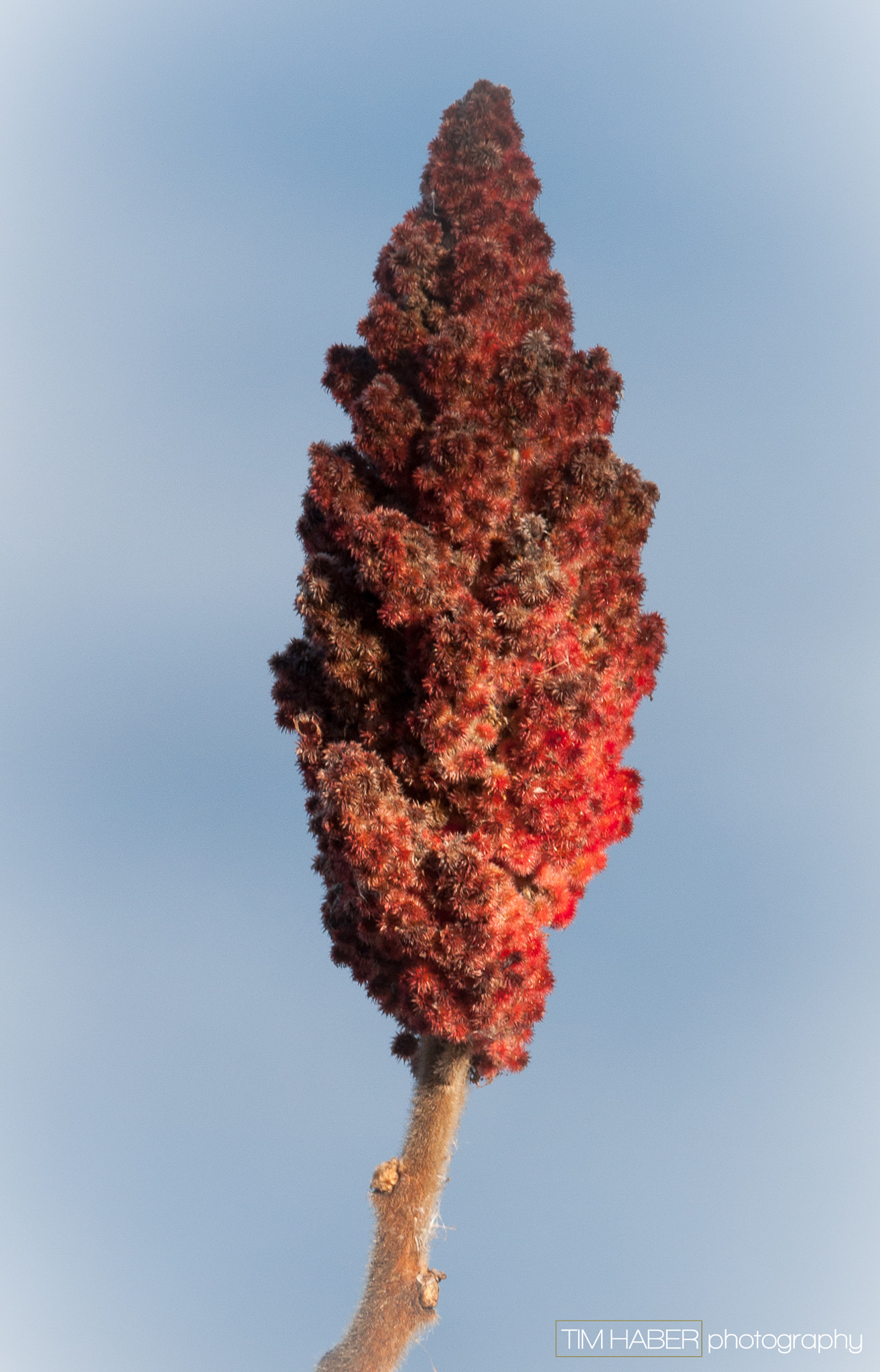 Sigma 150-600mm F5-6.3 DG OS HSM | C sample photo. Staghorn sumac photography