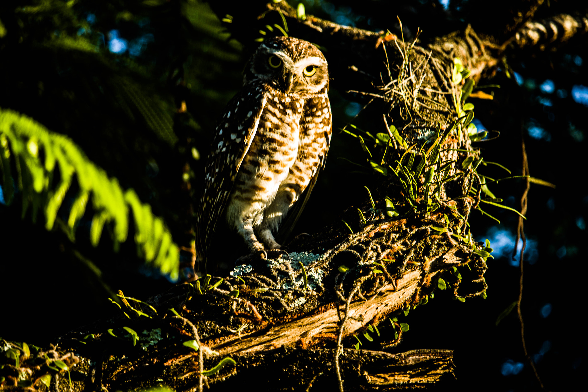 Canon EF-S 55-250mm F4-5.6 IS STM sample photo. Coruja buraqueira photography