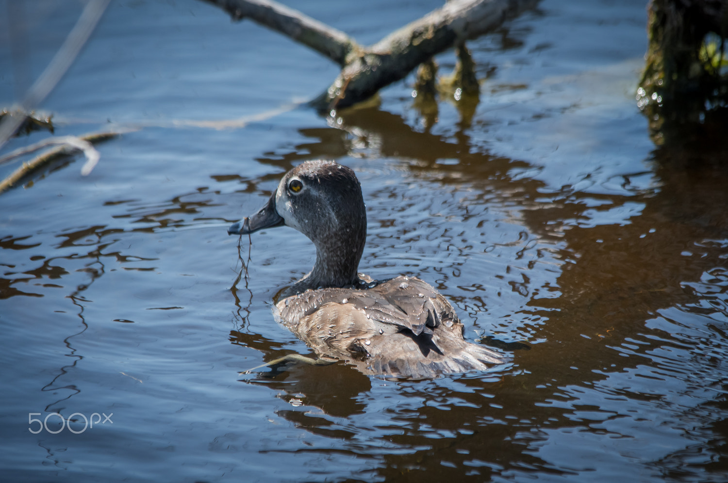 Nikon D500 + Sigma 150-500mm F5-6.3 DG OS HSM sample photo. Ring-necked photography