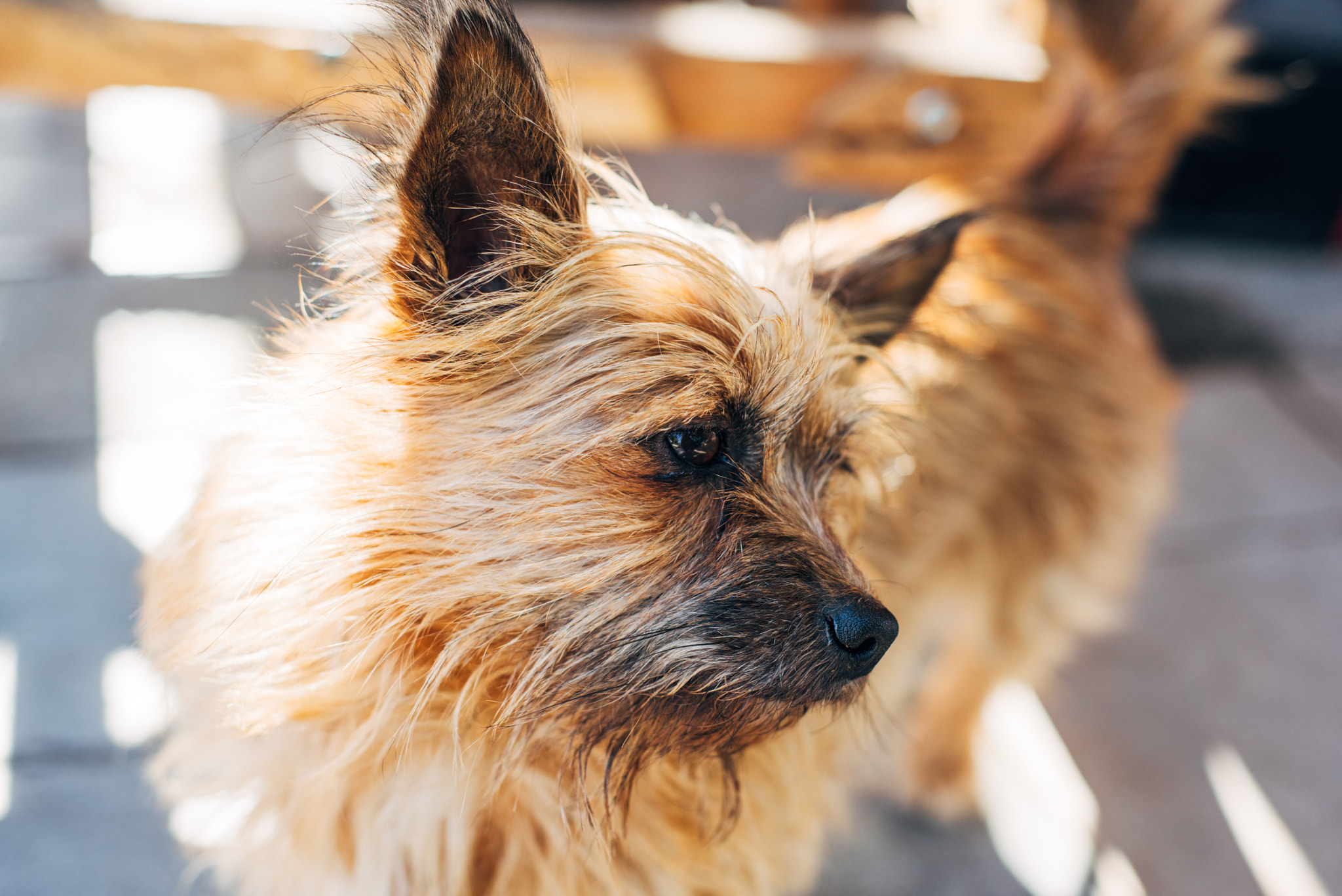Nikon D810 + Nikon AF Nikkor 50mm F1.8D sample photo. Ronda dog photography