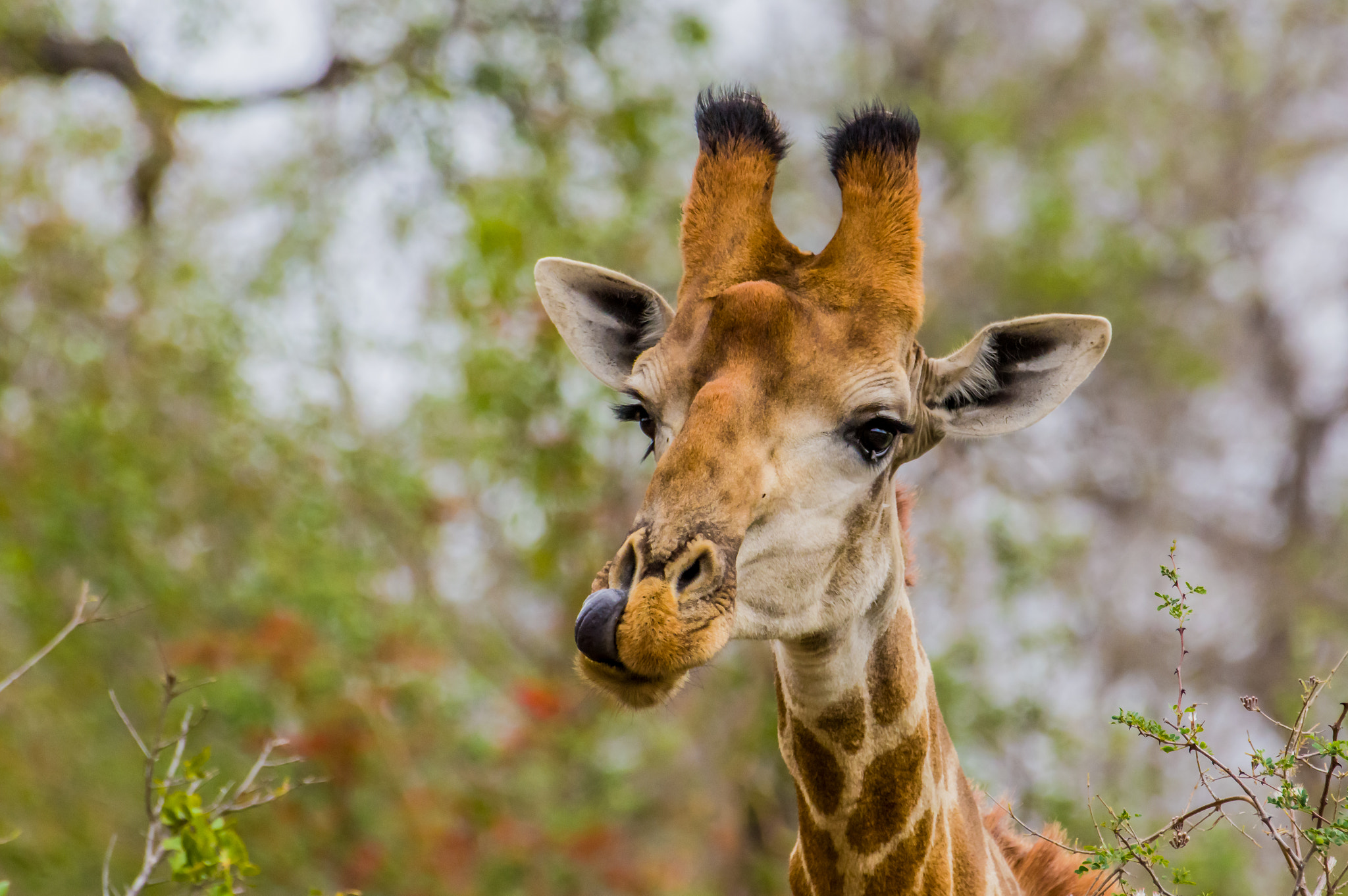 Pentax K-3 sample photo. Giraffe closeup, tongue in nose photography