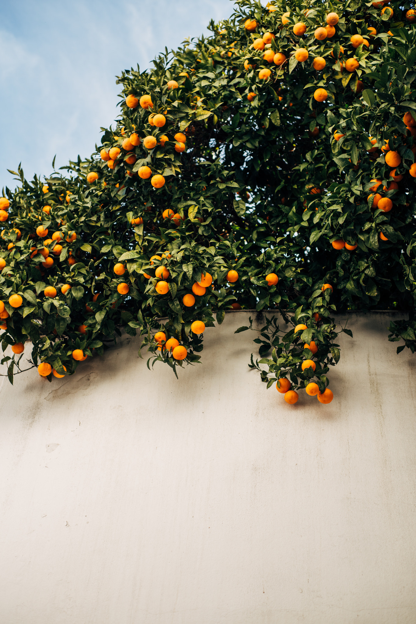 Nikon D810 + Nikon AF Nikkor 50mm F1.8D sample photo. Oranges photography