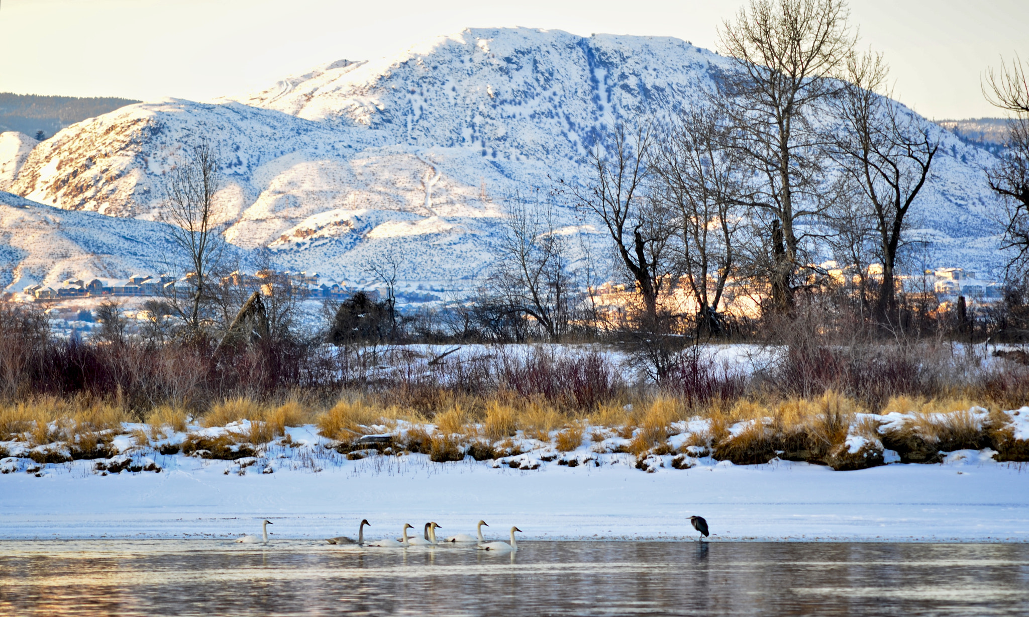 Nikon D7000 + AF Nikkor 50mm f/1.8 sample photo. Great blue heron lecture photography