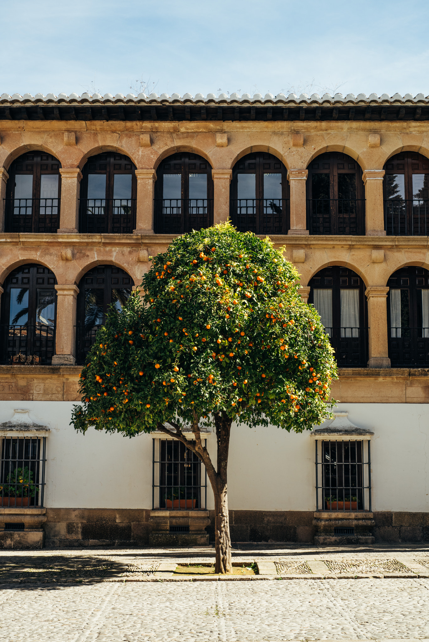 Nikon D810 + Nikon AF Nikkor 50mm F1.8D sample photo. Orange trees ronda photography