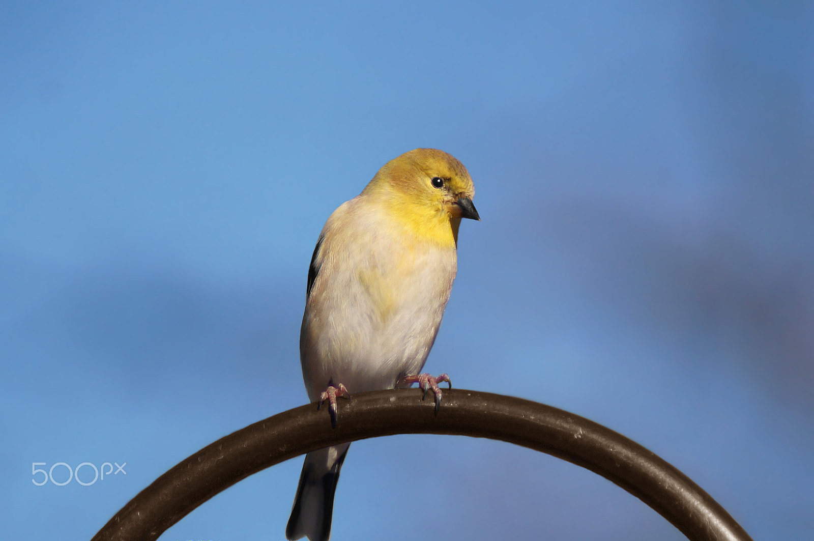 Sony 75-300mm F4.5-5.6 sample photo. Almost gold photography