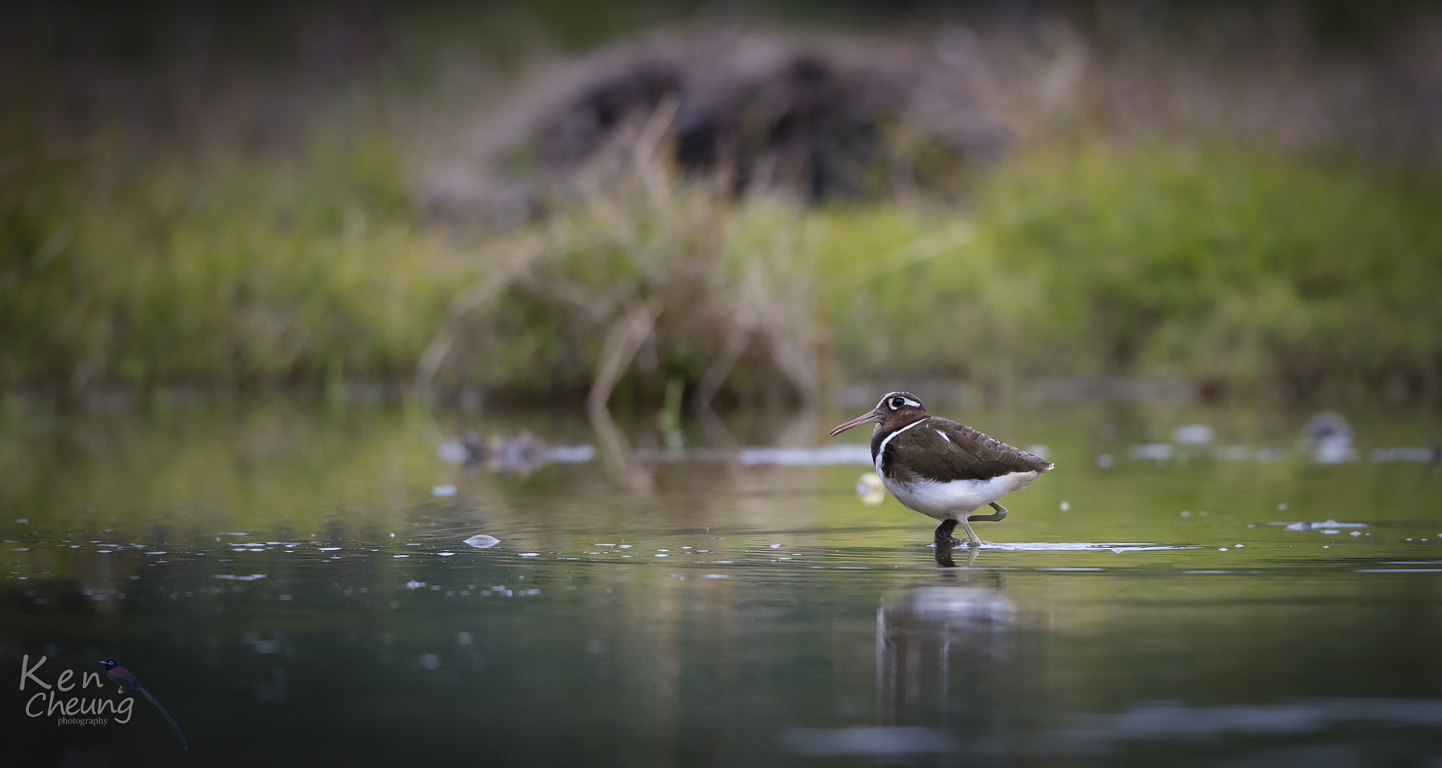 Canon EF 500mm F4L IS II USM sample photo. Rostratula benghalensis photography