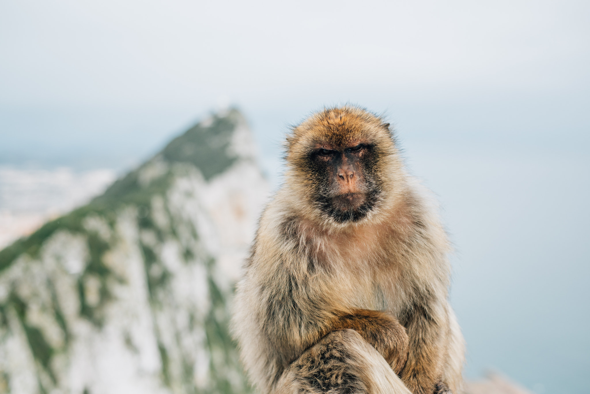 Nikon D810 + Nikon AF Nikkor 50mm F1.8D sample photo. Macaque photography