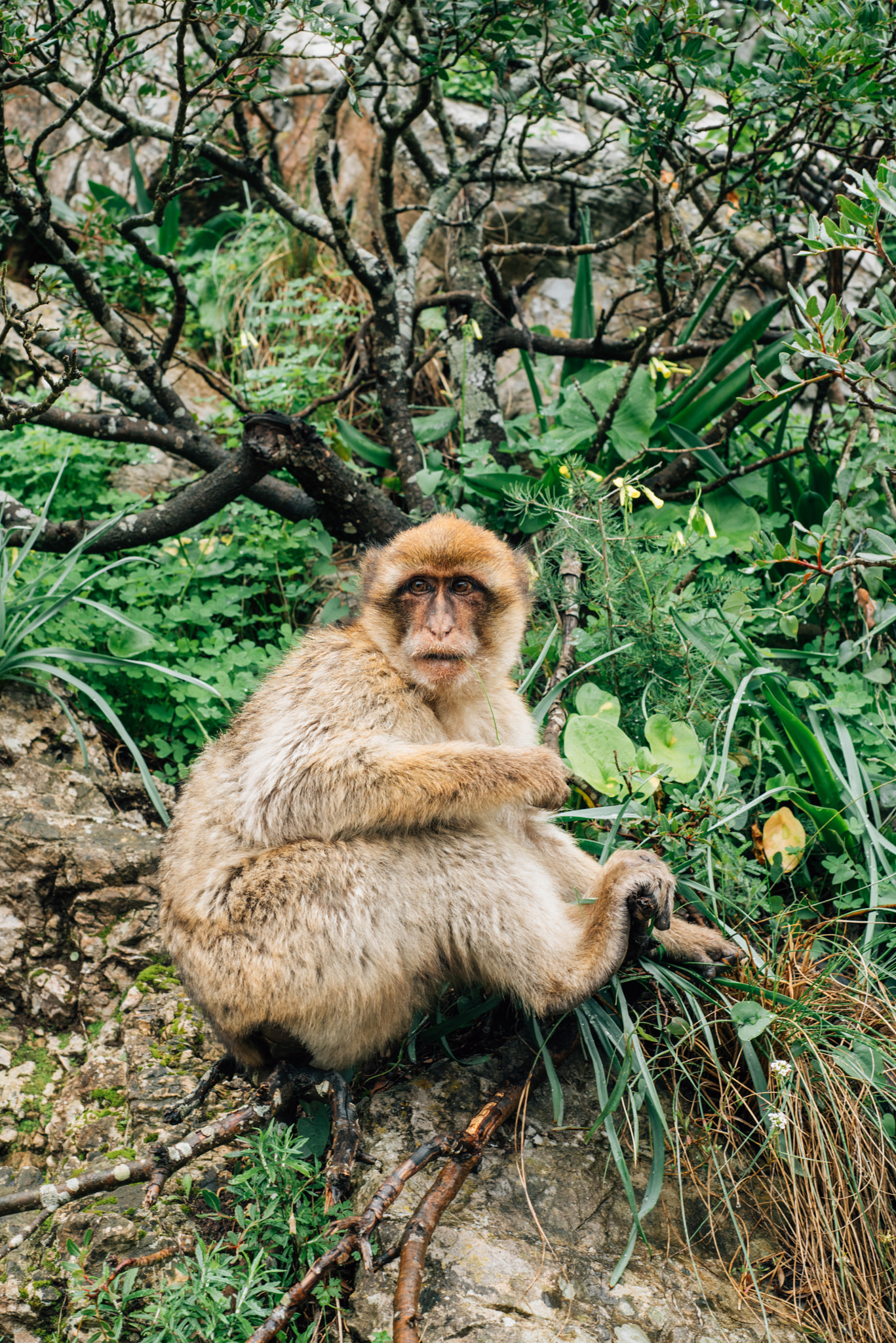 Nikon D810 + Nikon AF Nikkor 50mm F1.8D sample photo. Macaque photography