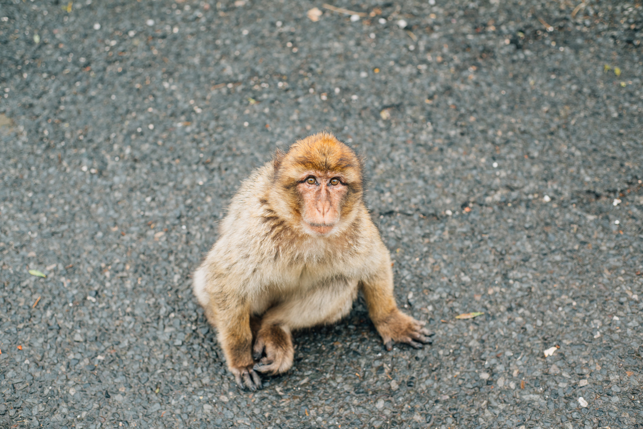 Nikon D810 + Nikon AF Nikkor 50mm F1.8D sample photo. Macaque photography