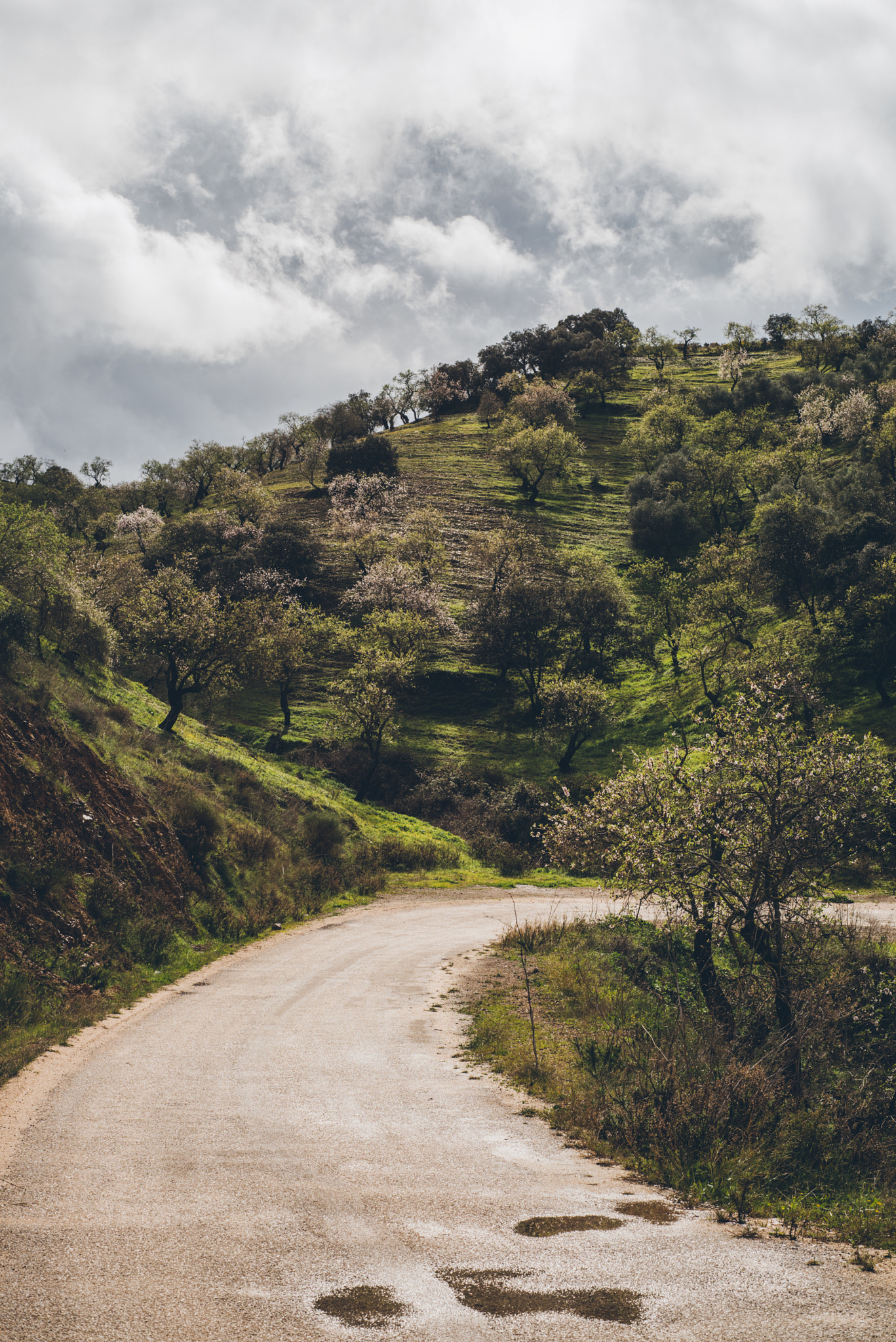Nikon D810 + Nikon AF Nikkor 50mm F1.8D sample photo. Road to olives photography