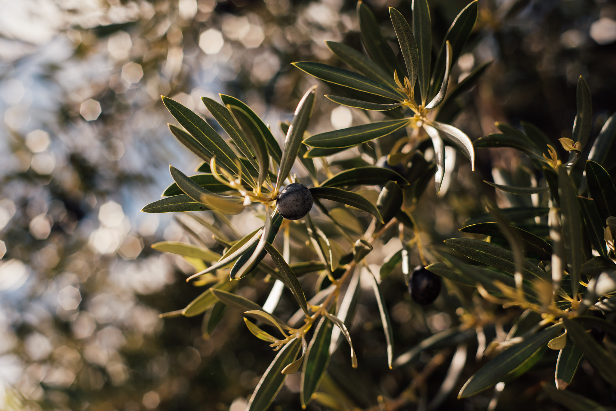 Nikon D810 + Nikon AF Nikkor 50mm F1.8D sample photo. Olive photography