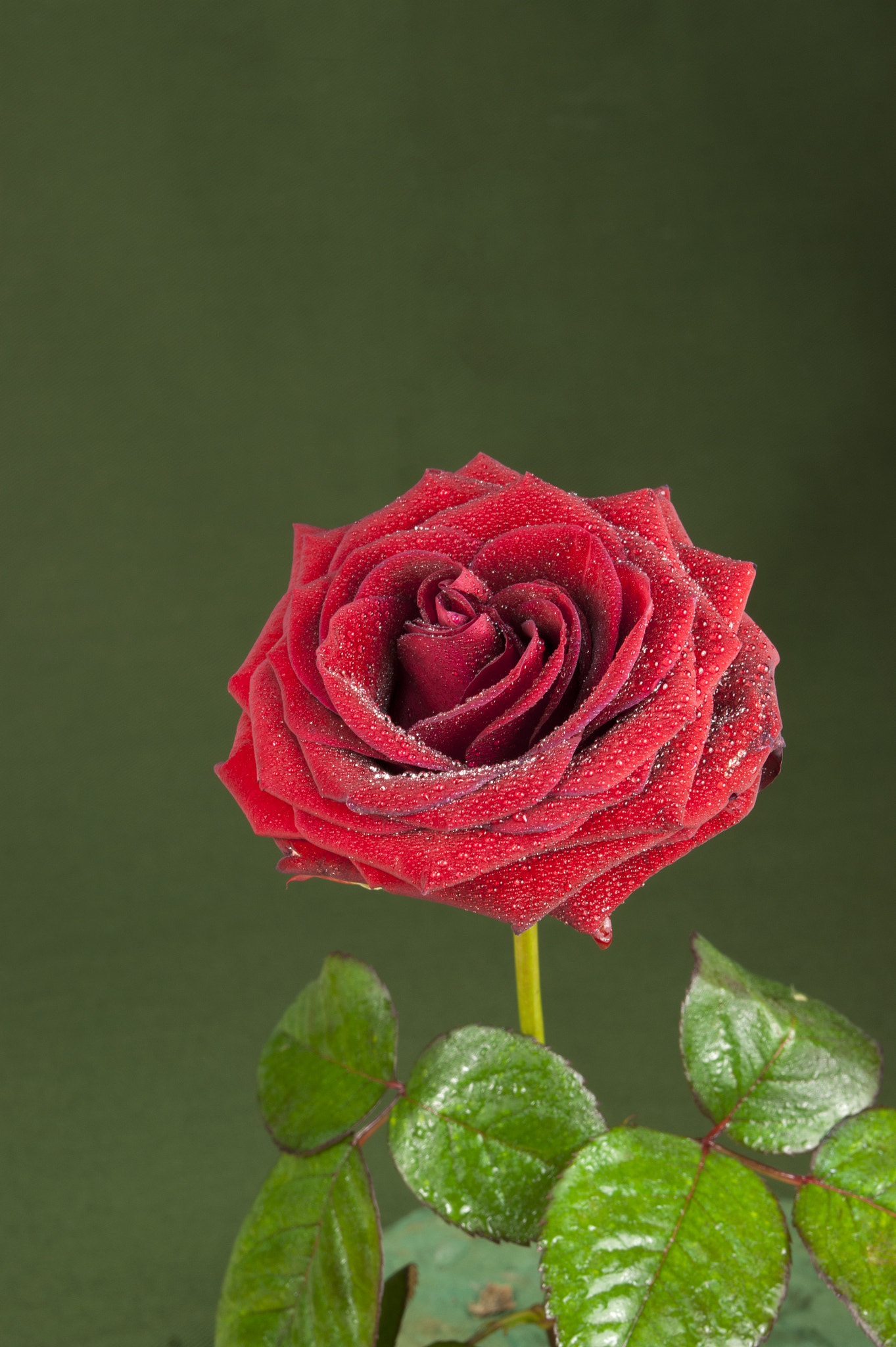 Sony Alpha DSLR-A290 + 35-70mm F4 sample photo
