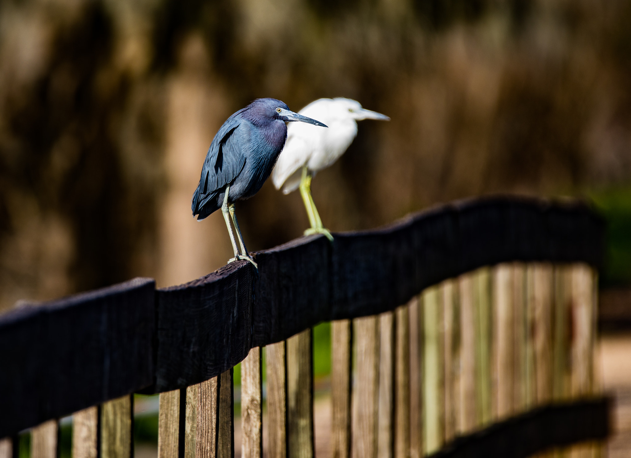 150-600mm F5-6.3 DG OS HSM | Contemporary 015 sample photo. Little blue and white heron photography