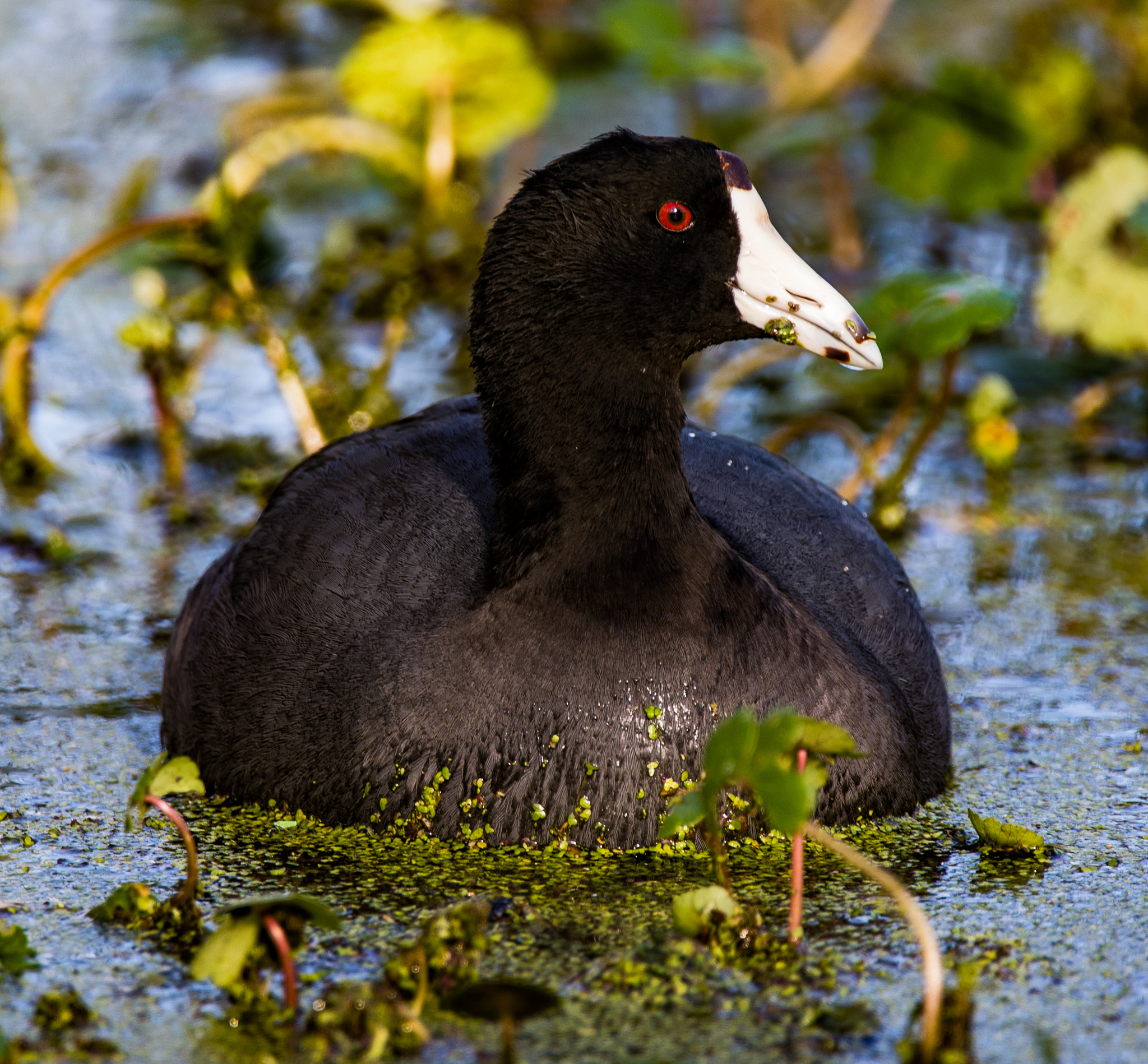 150-600mm F5-6.3 DG OS HSM | Contemporary 015 sample photo. American coot photography