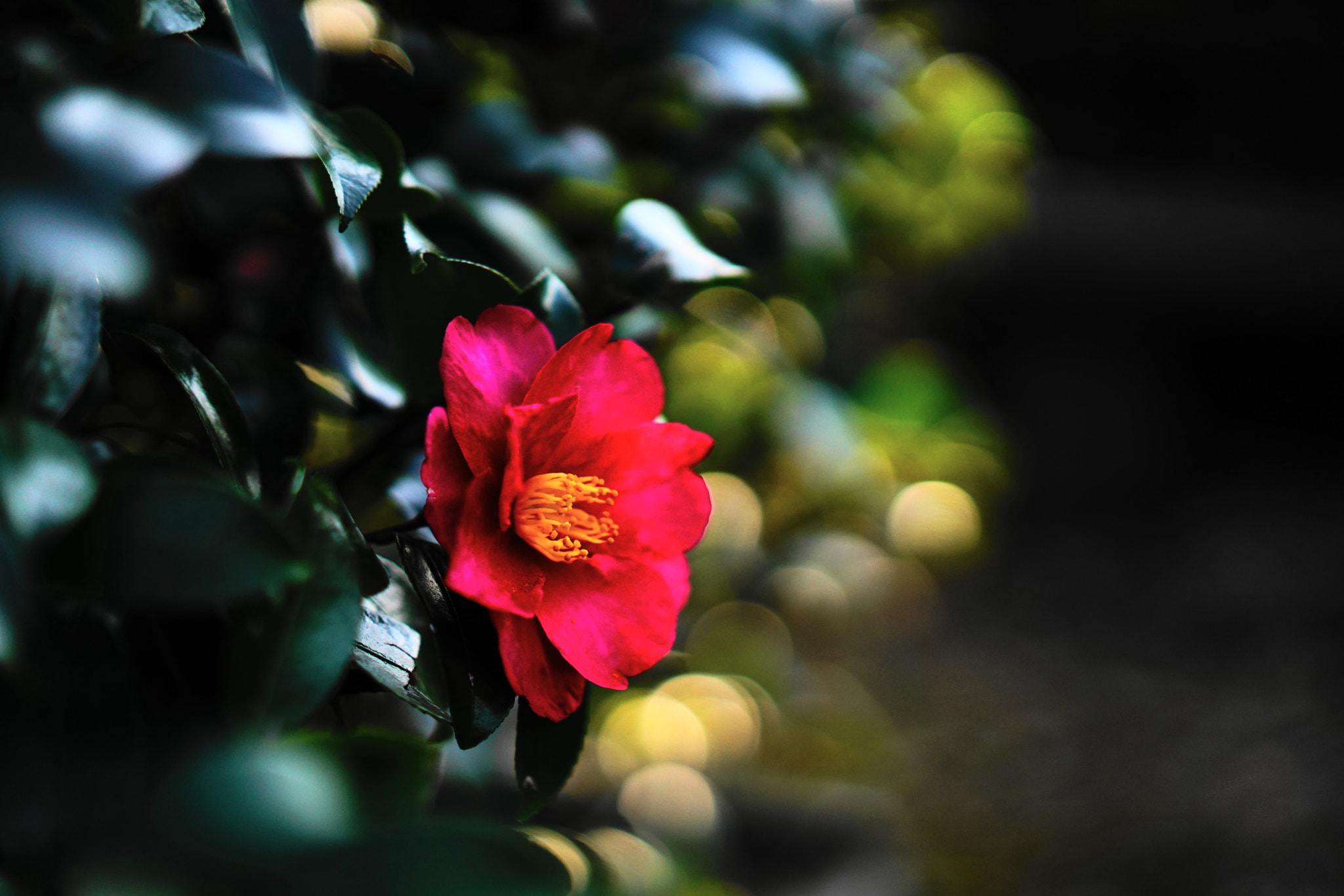 Sony a7R II + Sony Sonnar T* FE 55mm F1.8 ZA sample photo. Dsc photography