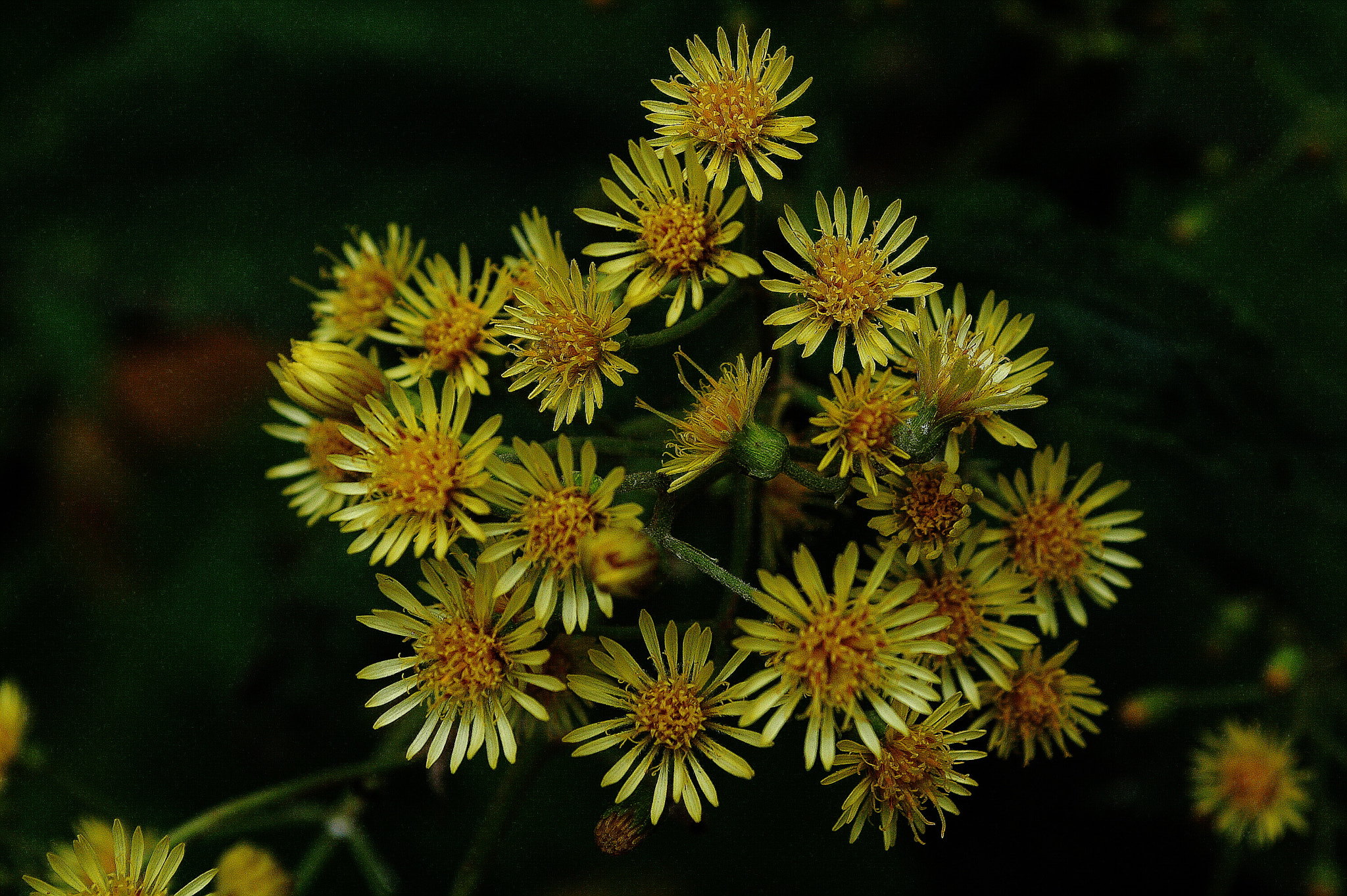 Nikon D70 sample photo. 274.jpg photography