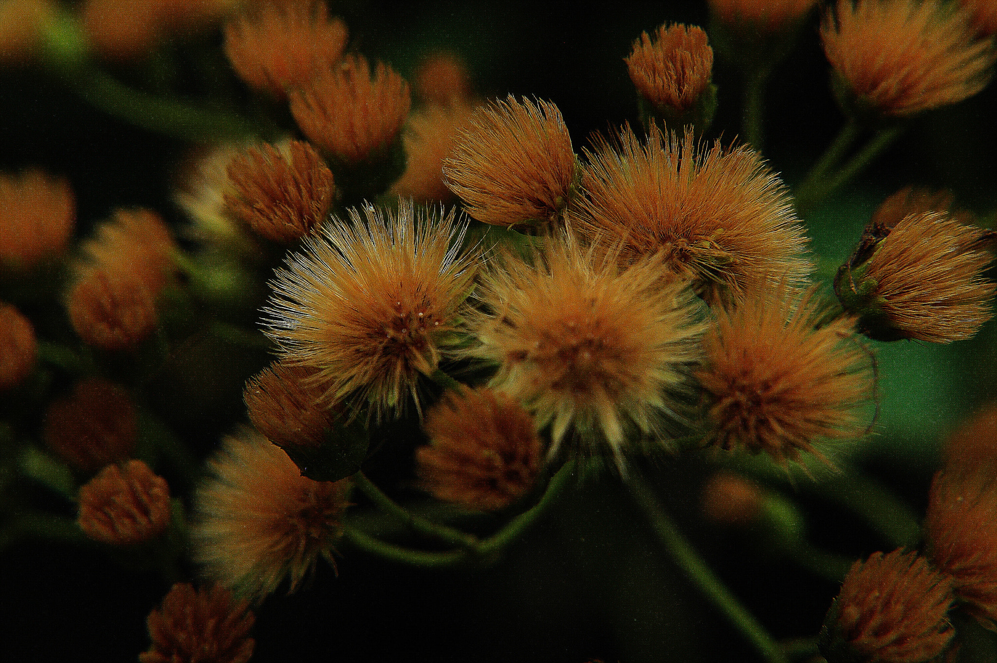 Nikon D70 sample photo. 242.jpg photography