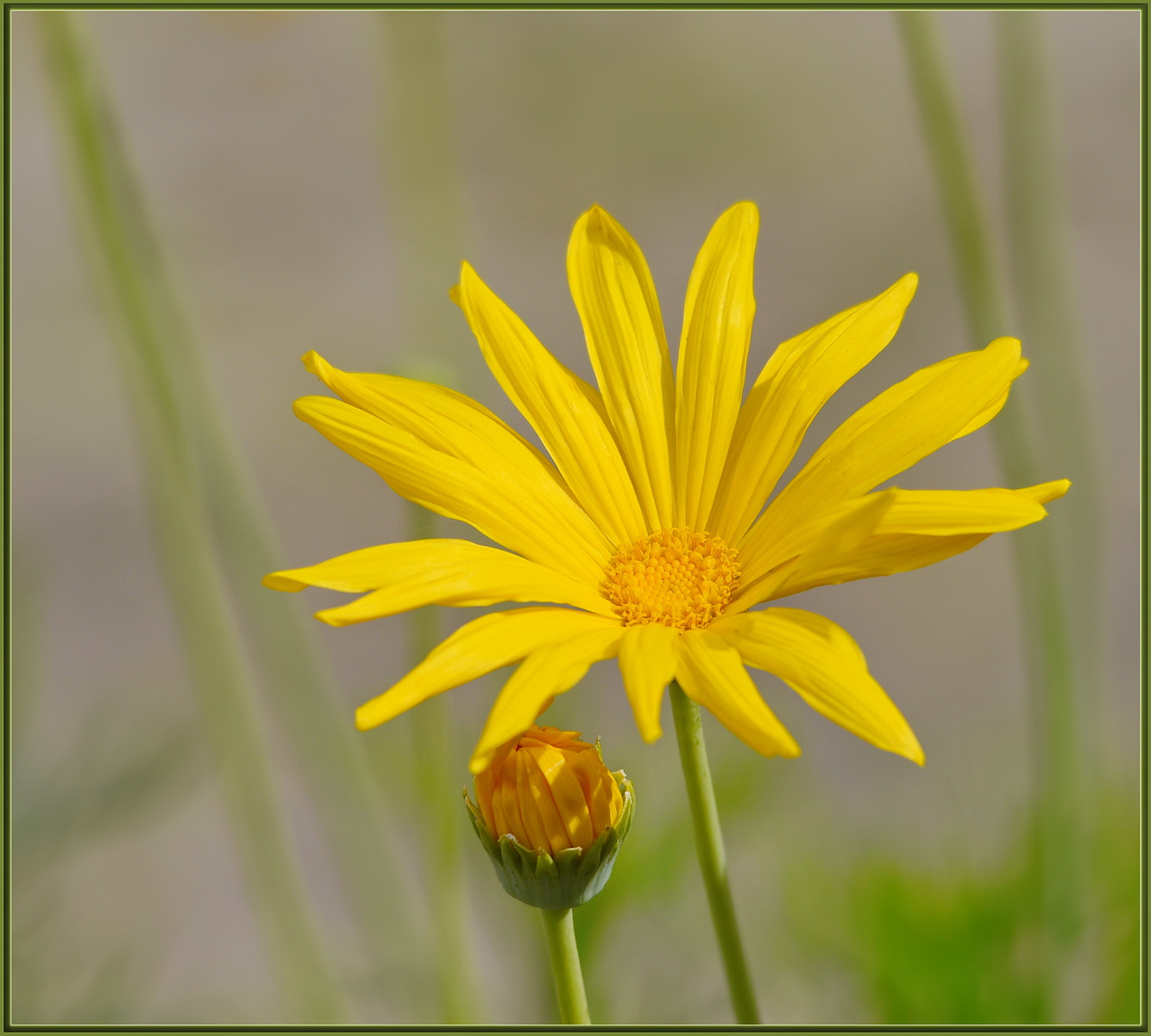 Sigma 120-400mm F4.5-5.6 DG OS HSM sample photo. It's a yellow flower photography