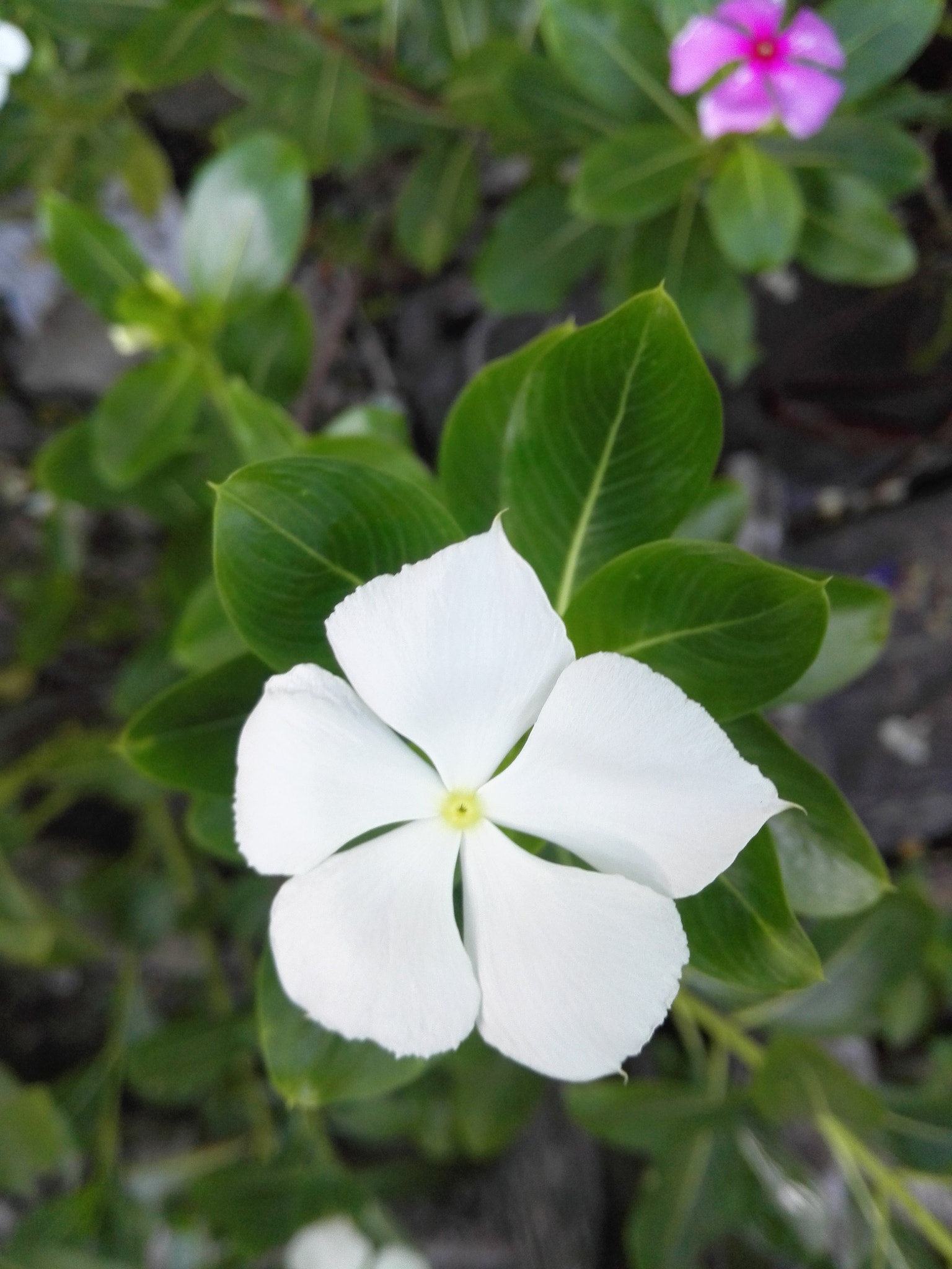 HUAWEI P7-L10 sample photo. Pervanche photography