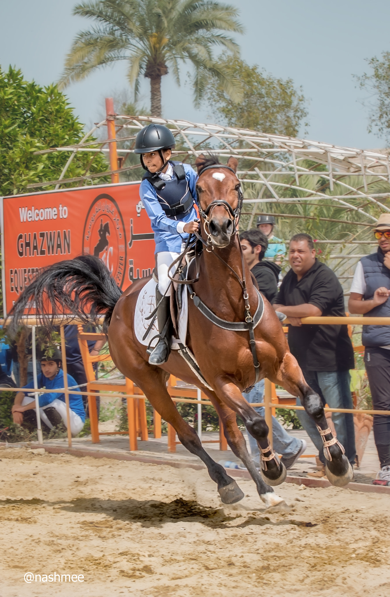 Nikon D500 sample photo. Horse show photography