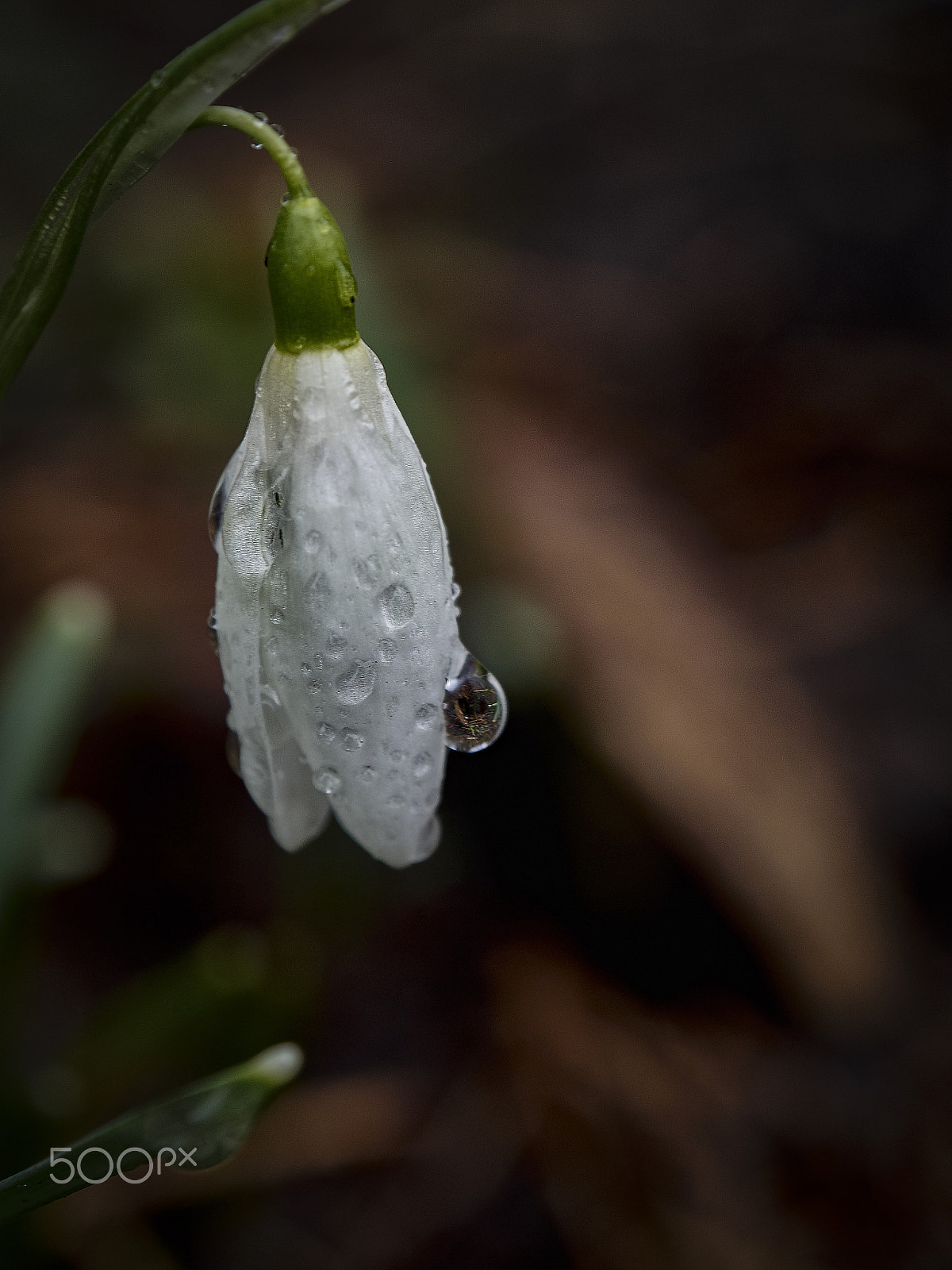 Olympus OM-D E-M5 sample photo. Early spring flower photography