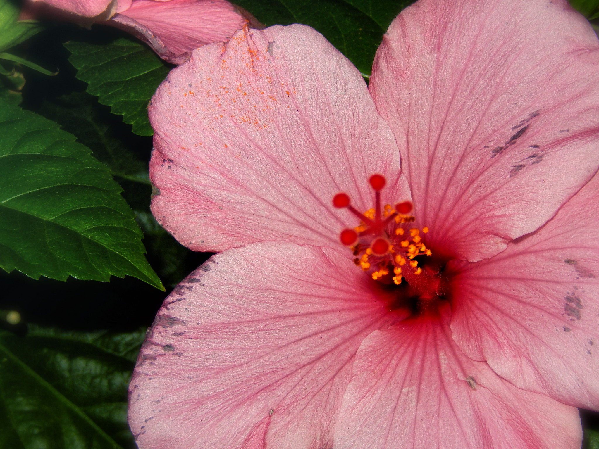 Nikon Coolpix S9500 sample photo. Hawaii flower photography