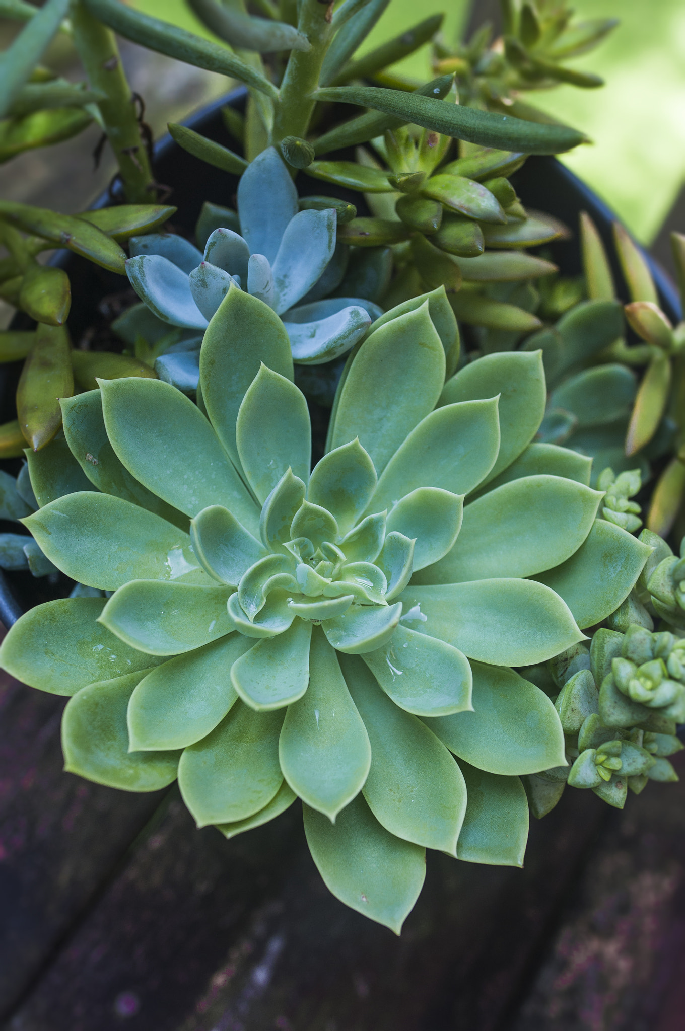 Nikon D90 + Nikon AF-S Nikkor 24mm F1.8G ED sample photo. Echeveria passed away photography