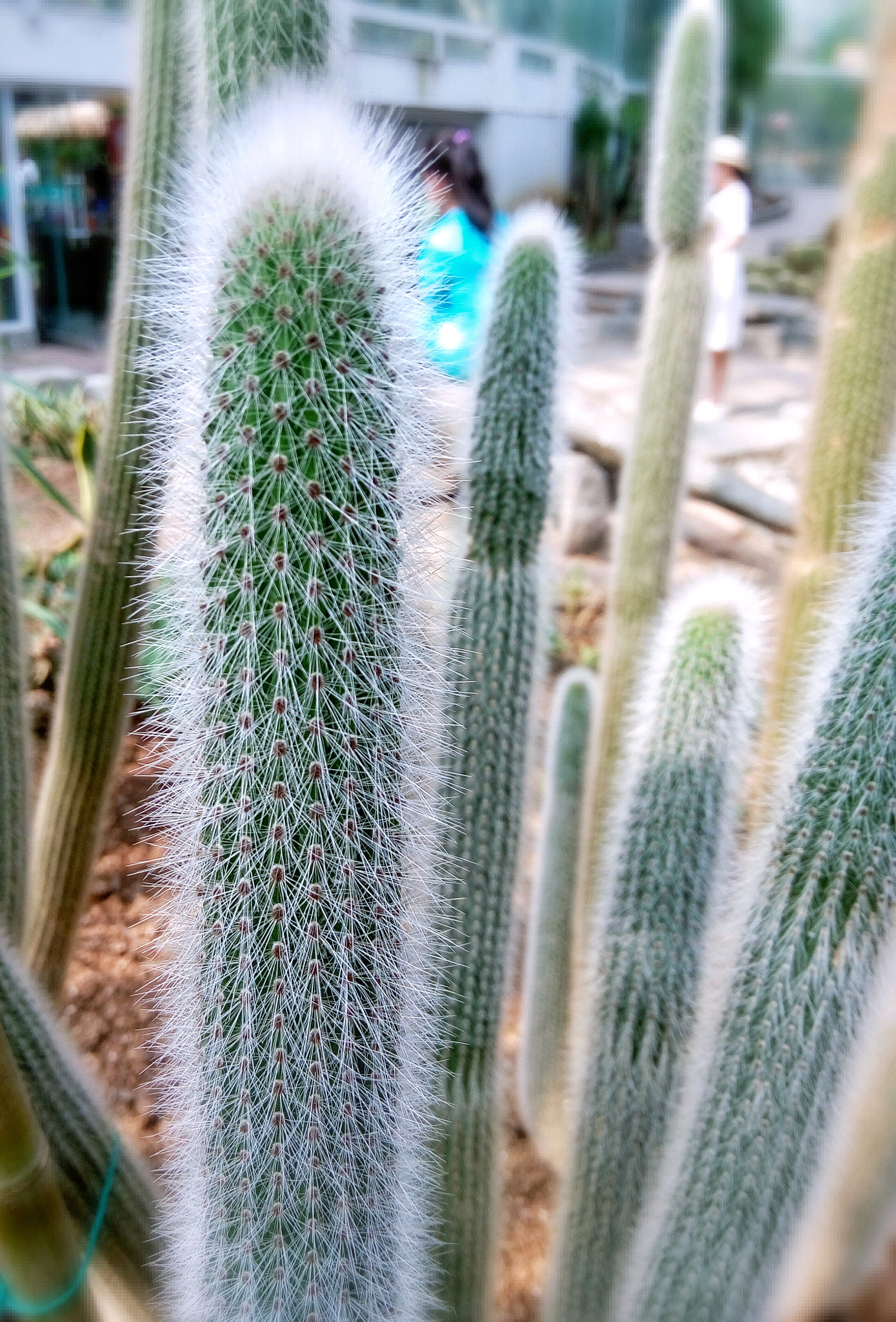 Meizu m1 note sample photo. You know nothing. photography