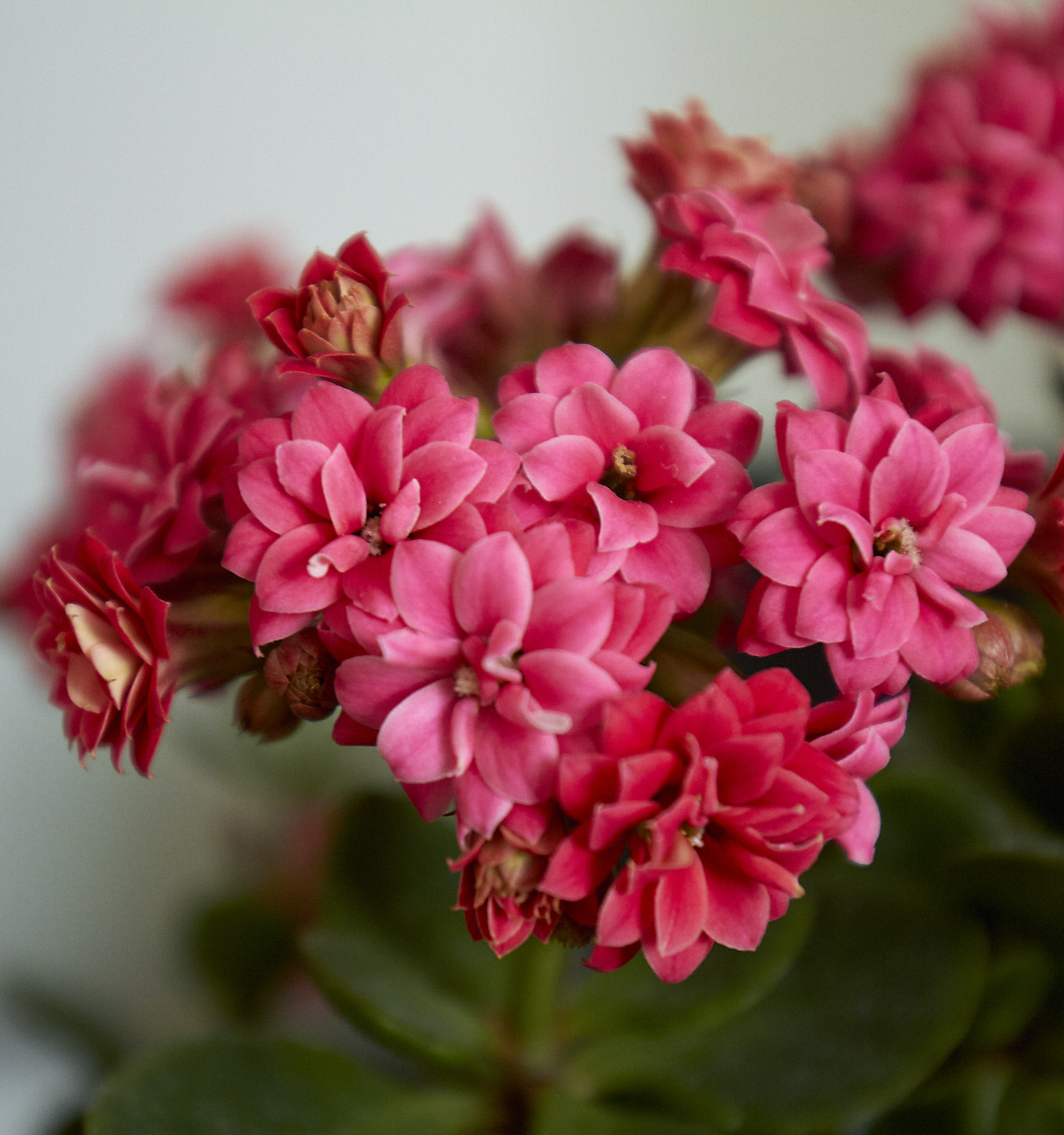 Canon EF 16-35mm F4L IS USM sample photo. Bloom photography
