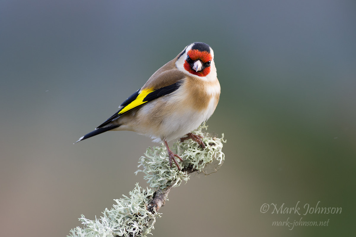 Nikon D810 + Nikon AF-S Nikkor 300mm F2.8G ED VR II sample photo. Goldfinch photography