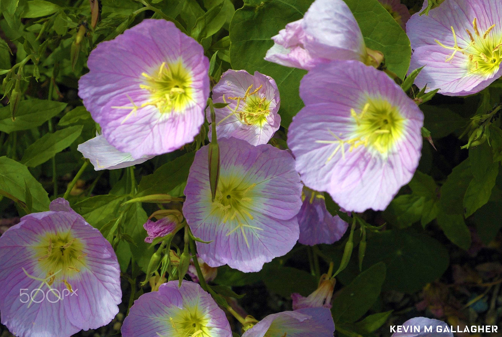 Nikon D70s sample photo. Delicate purple flowers with yellow centers o photography