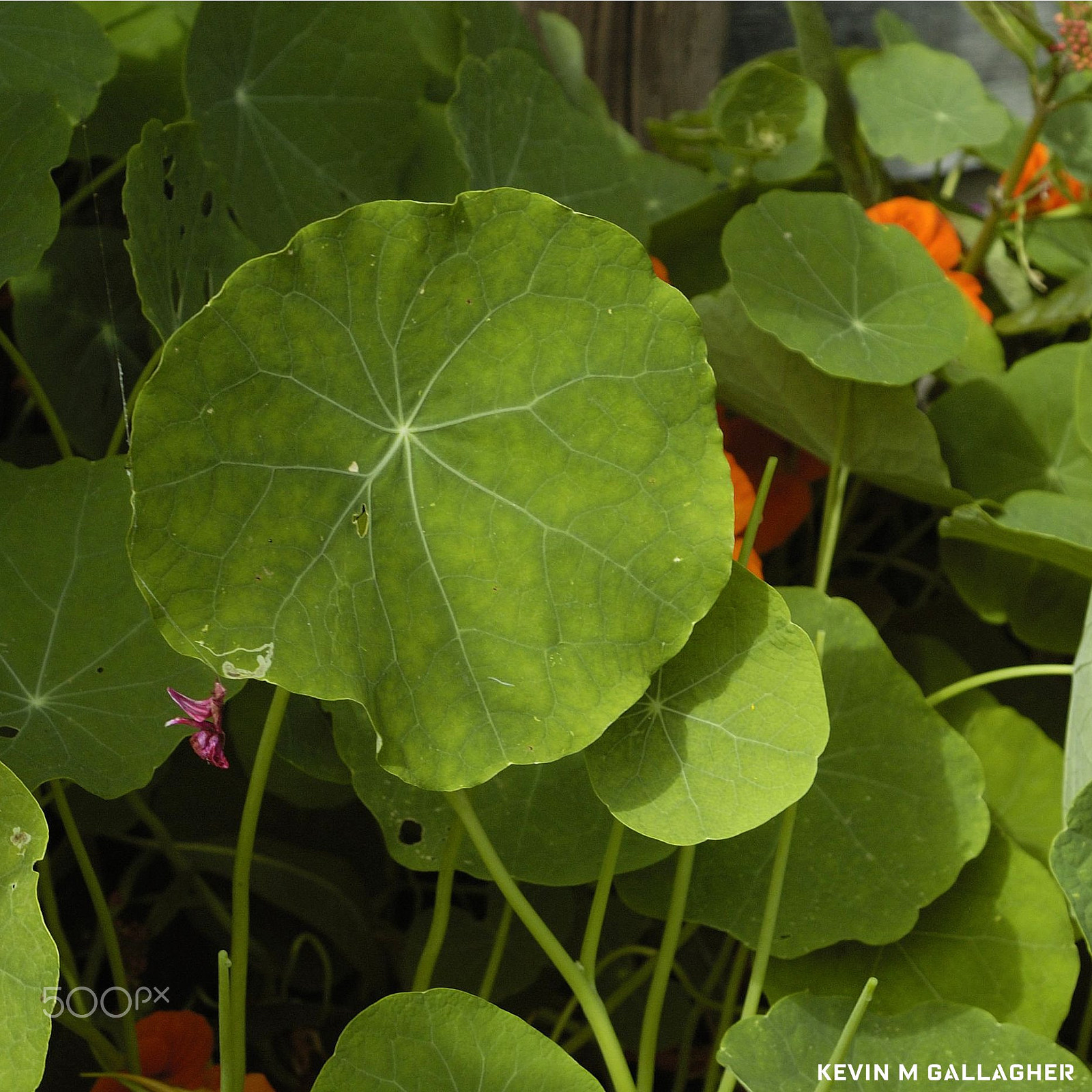Nikon D70s sample photo. Nasturtium leaves o photography