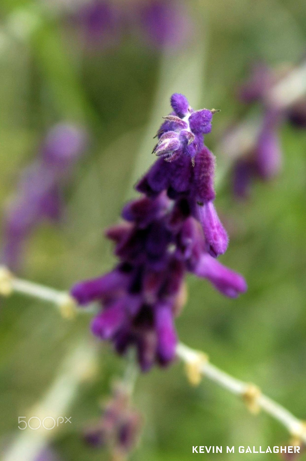 Nikon D70s sample photo. Purple flower o photography